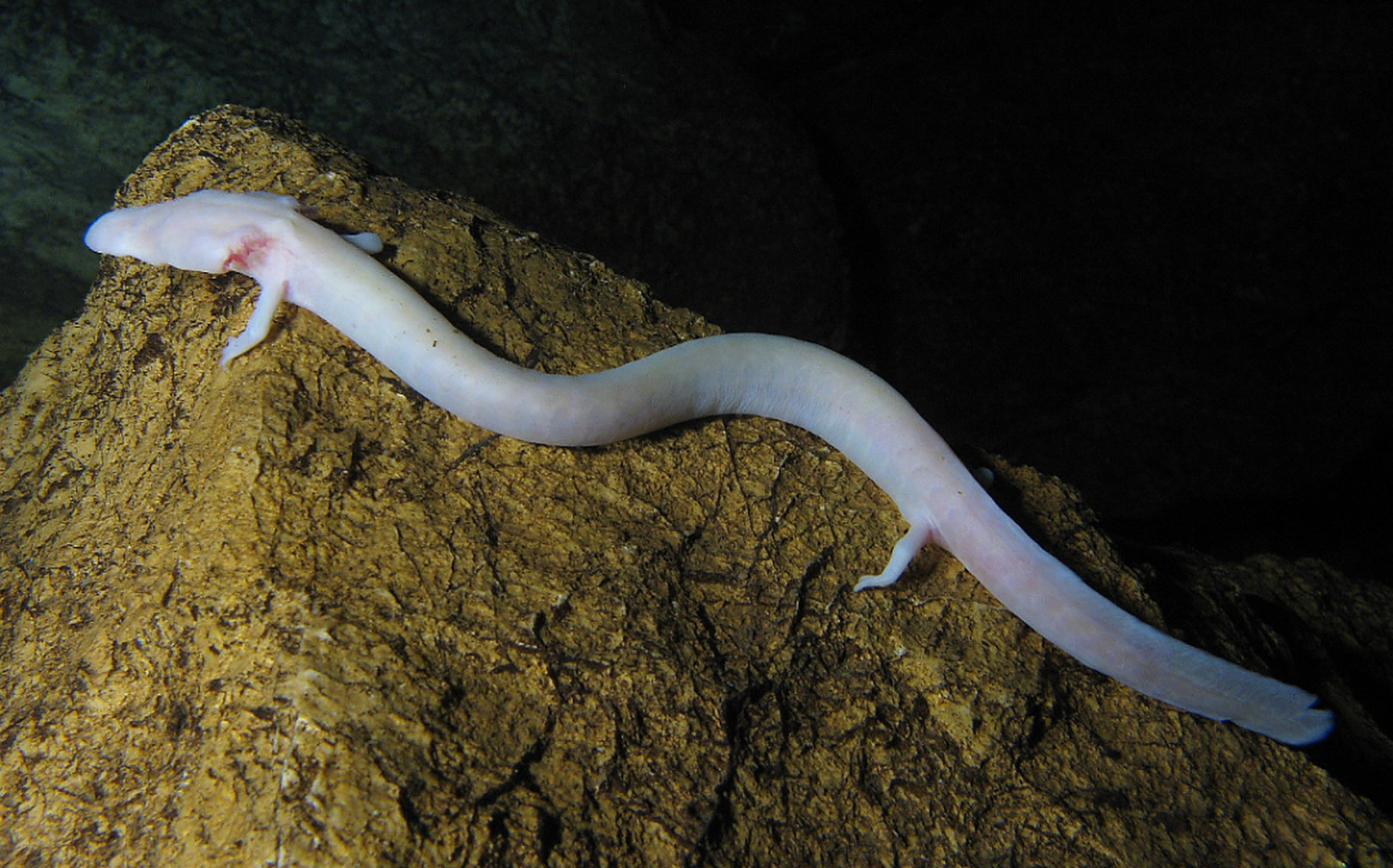 探索洞螈:欧洲阿尔卑斯山脉石灰岩溶洞里,外形如龙的珍稀两栖动物!