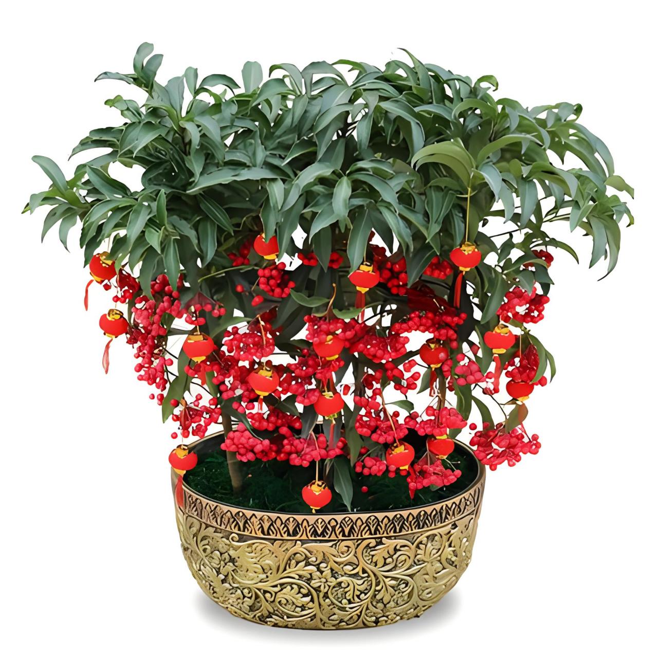 掌握正确养护方法,让黄金万两树茁壮成长,为家居增添绿意.