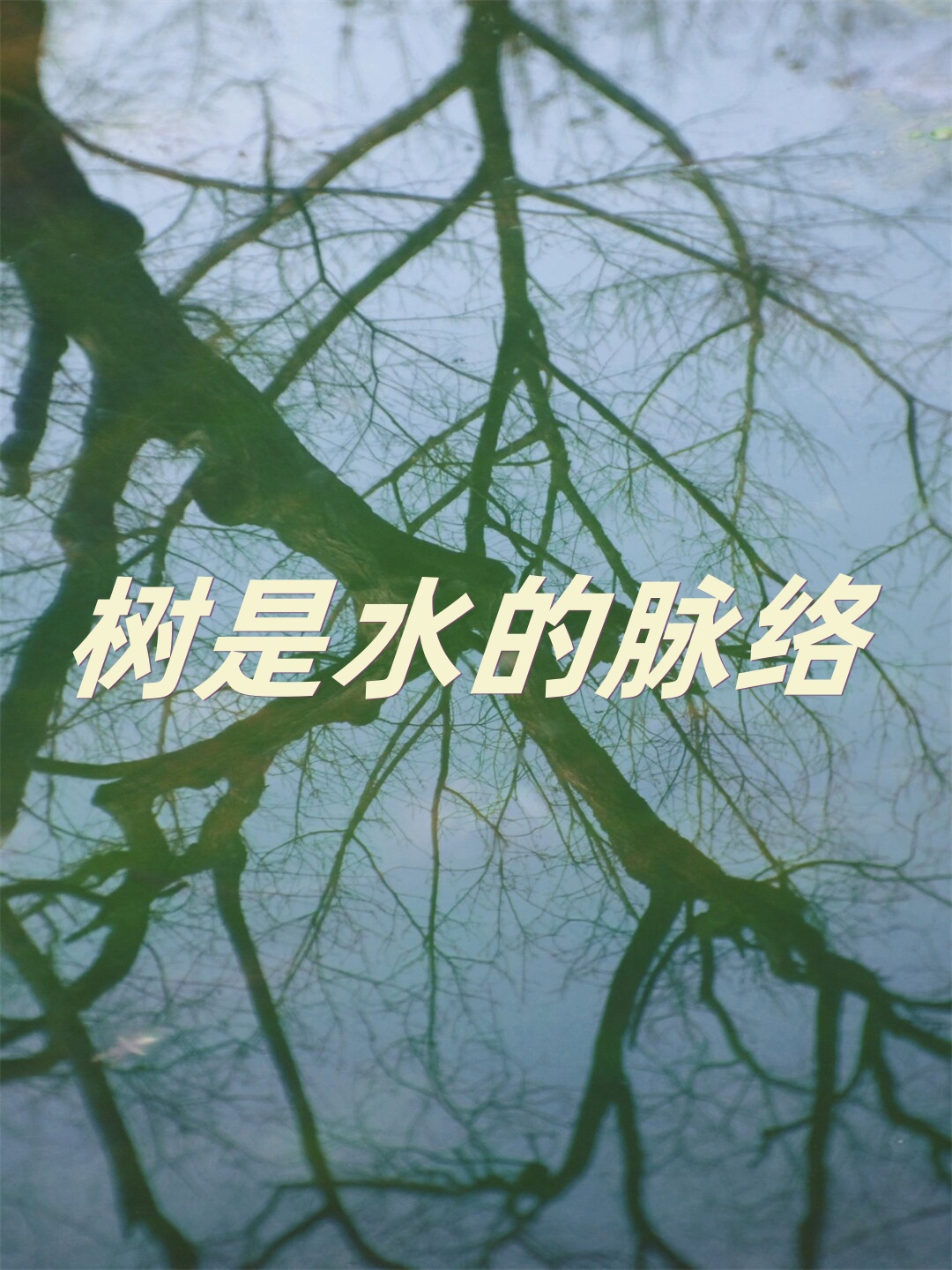 我看到了树与水之间的默契与和谐它们相互依存共同演绎着大自然的