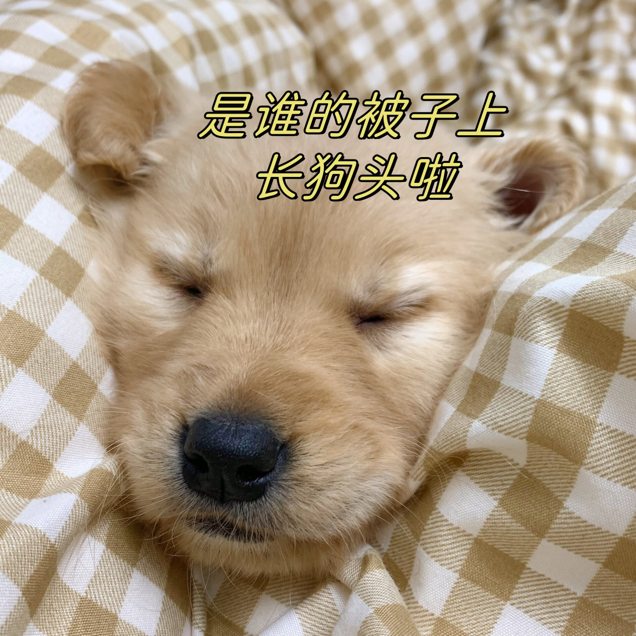 最近天气冷一直让我家狗子和我睡,我家狗子