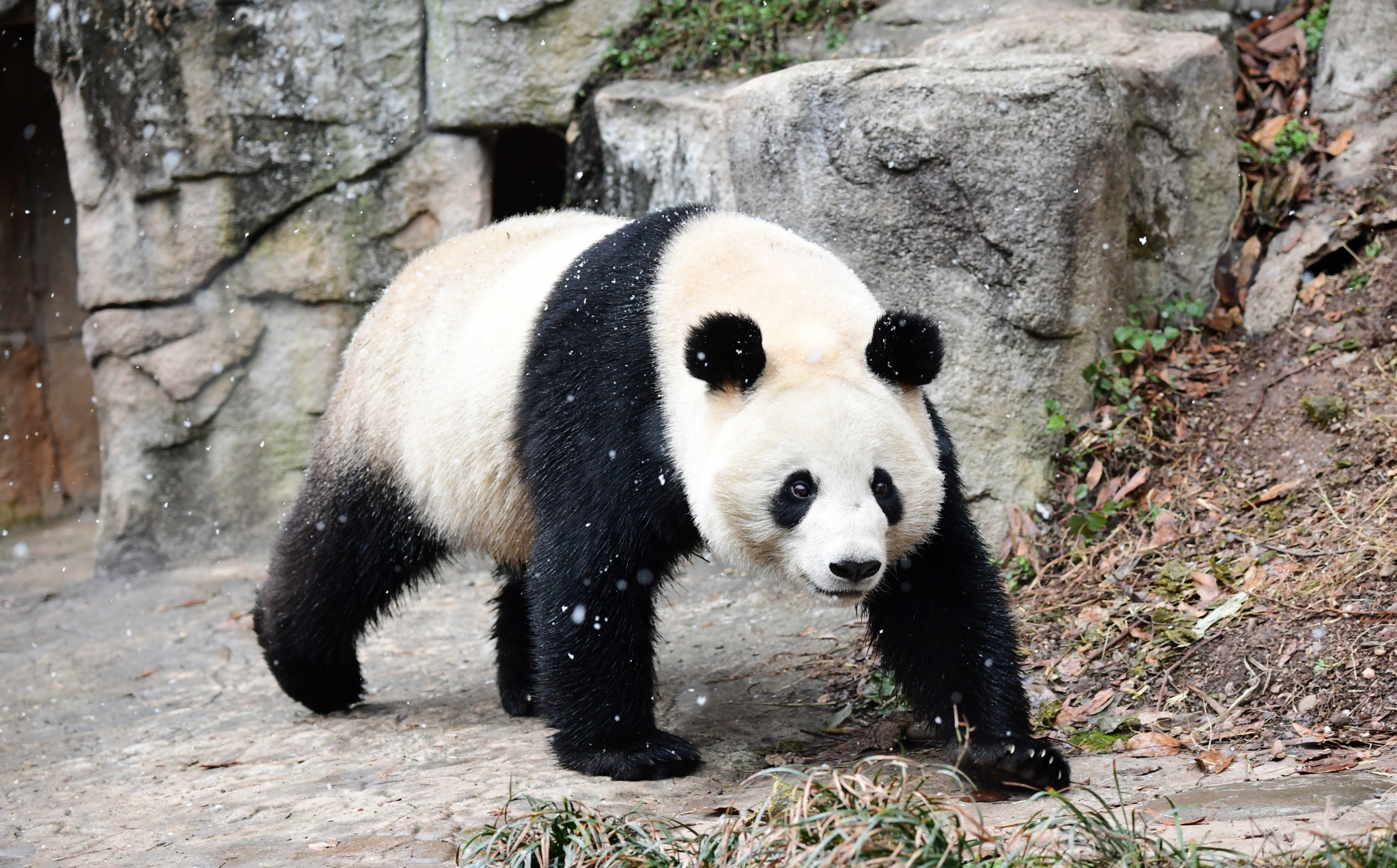 大熊猫娥眉女侠的大长腿加大朵朵, 温婉贤淑熊, 甜美可爱熊.