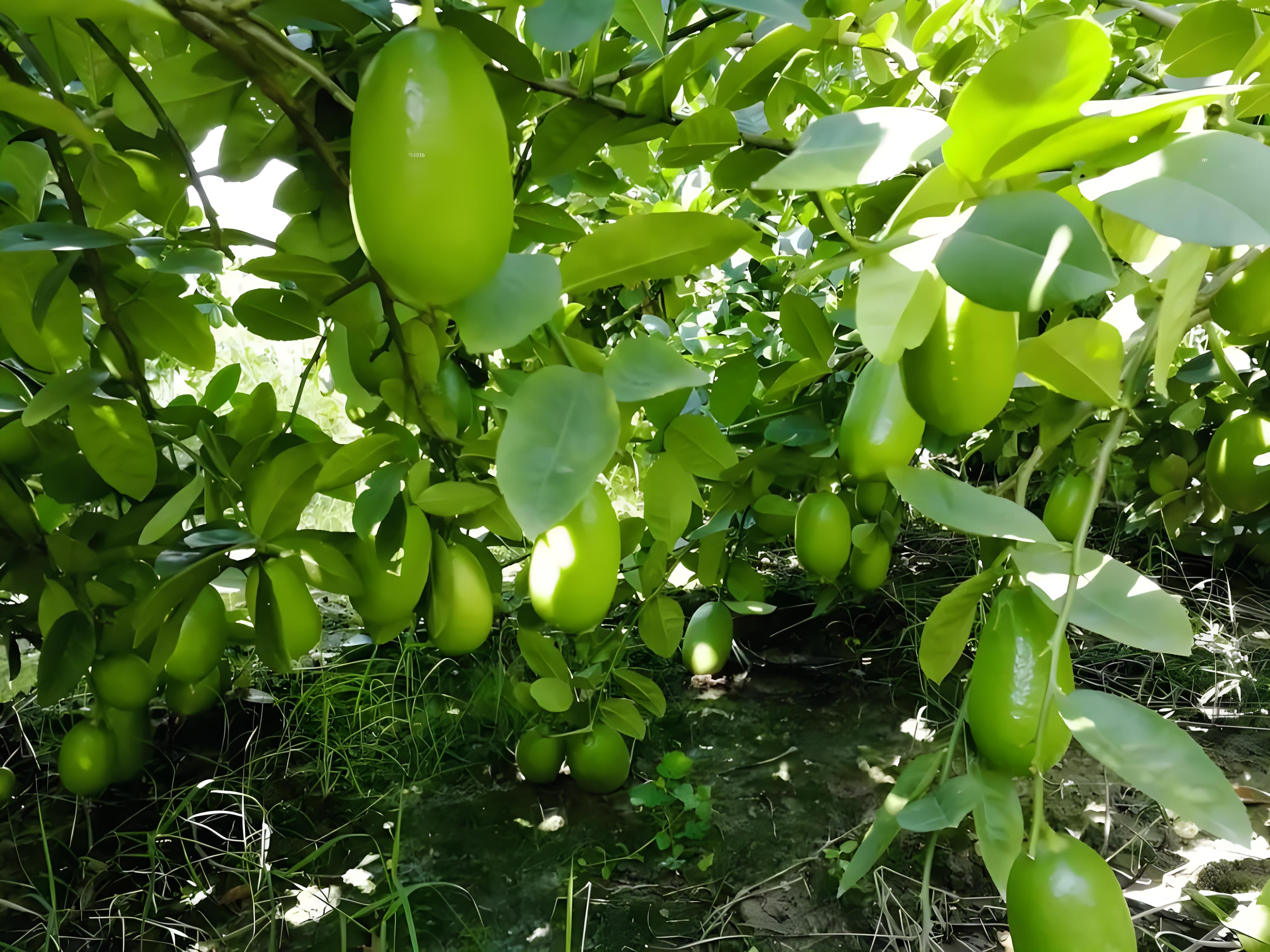 香水柠檬种植指南:适合阳台或花园种植的热带水果