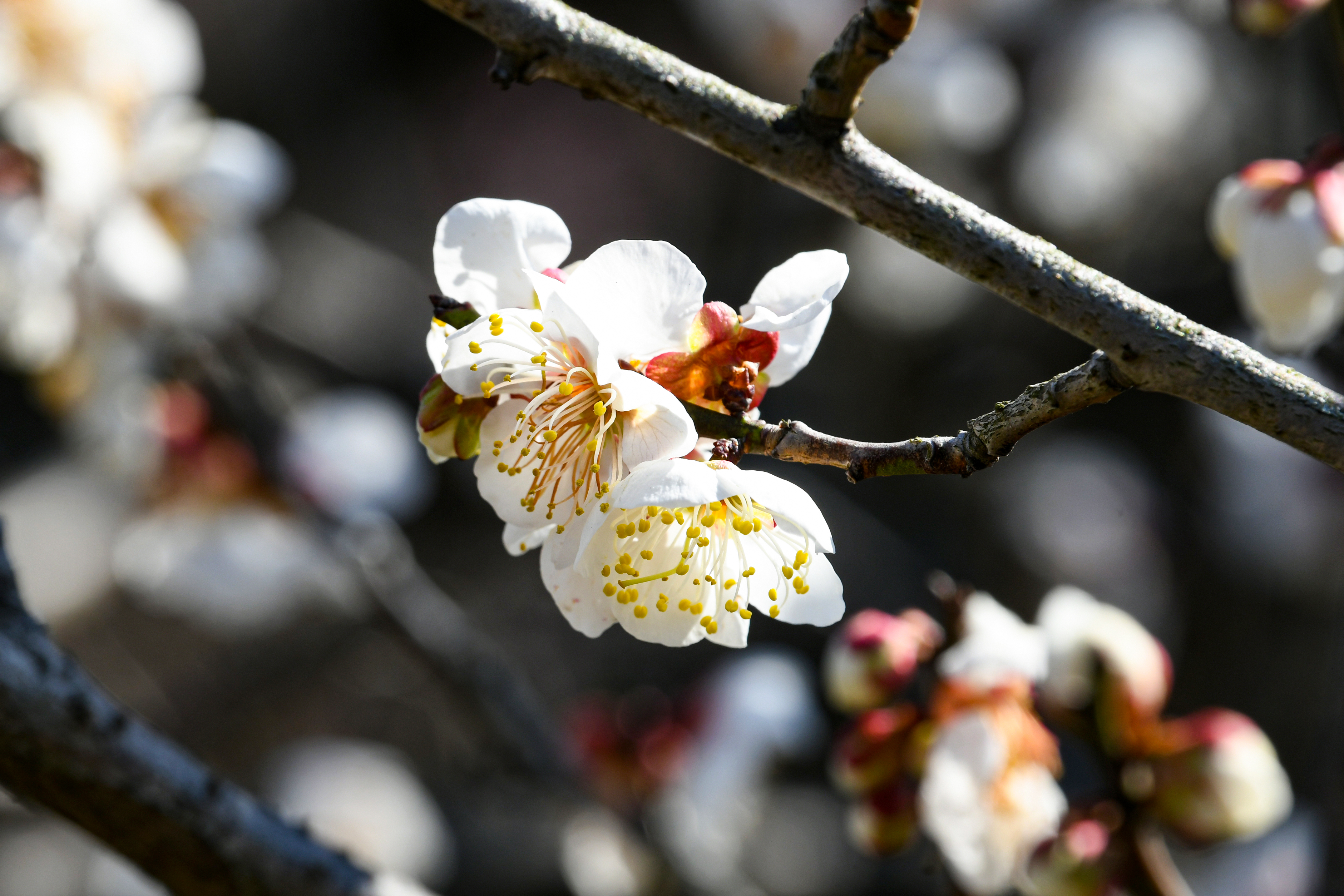 临海江南长城梅花绽放,许银炜带你踏古寻幽,共赴一场花海盛宴