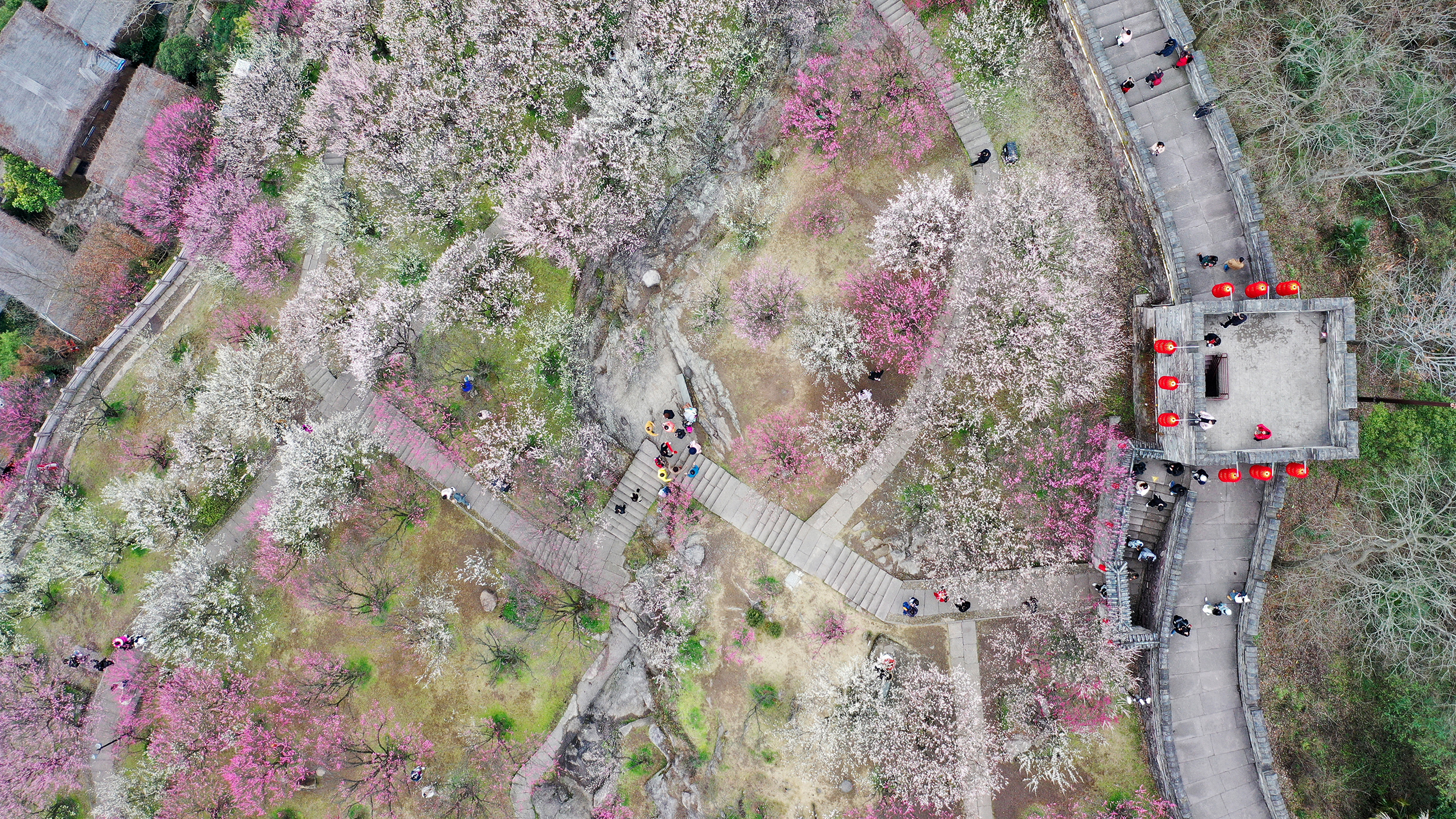 临海江南长城梅花绽放,许银炜带你踏古寻幽,共赴一场花海盛宴