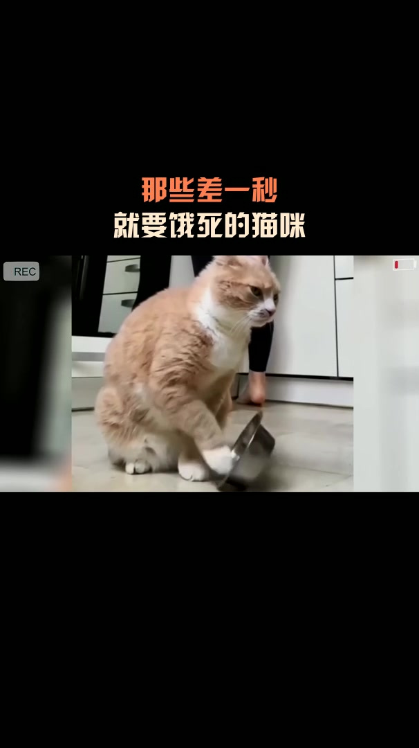 那些差一秒,就要饿死的猫咪