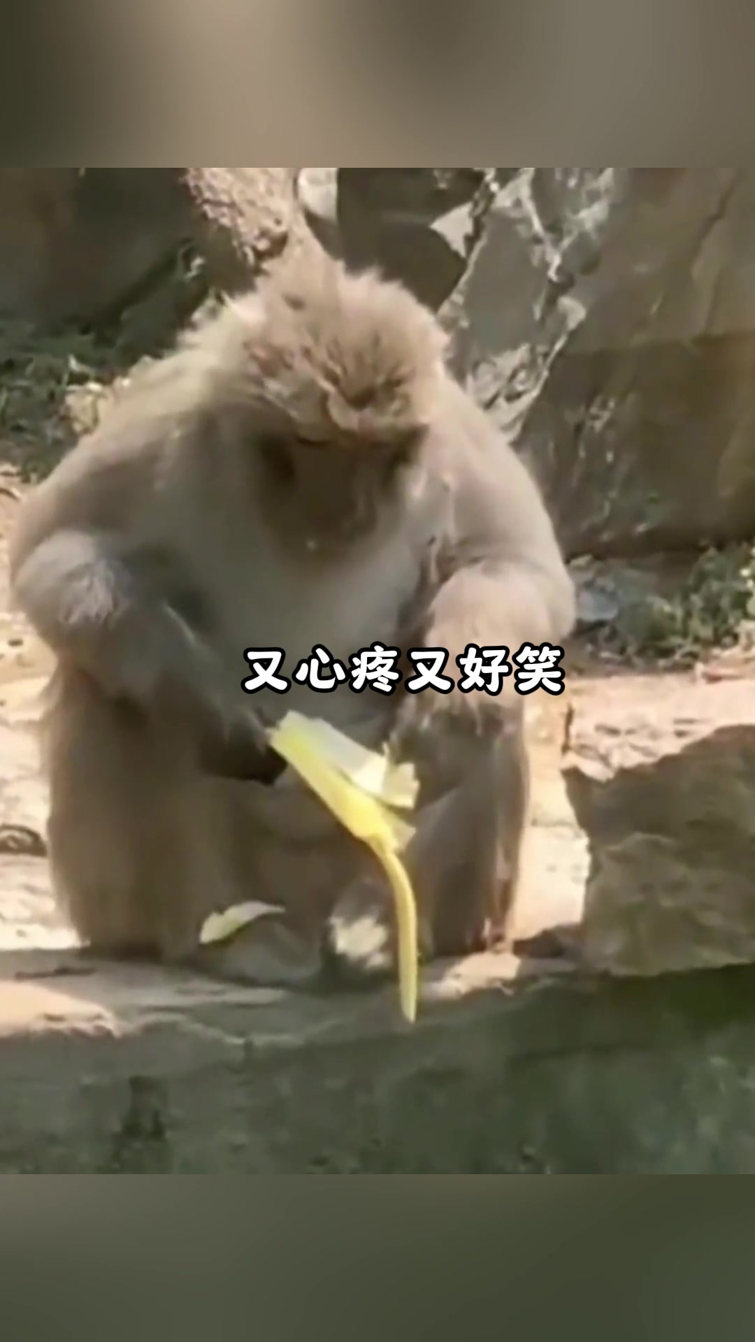 盘点动物那些倒霉的瞬间狗子也有不禁冻的