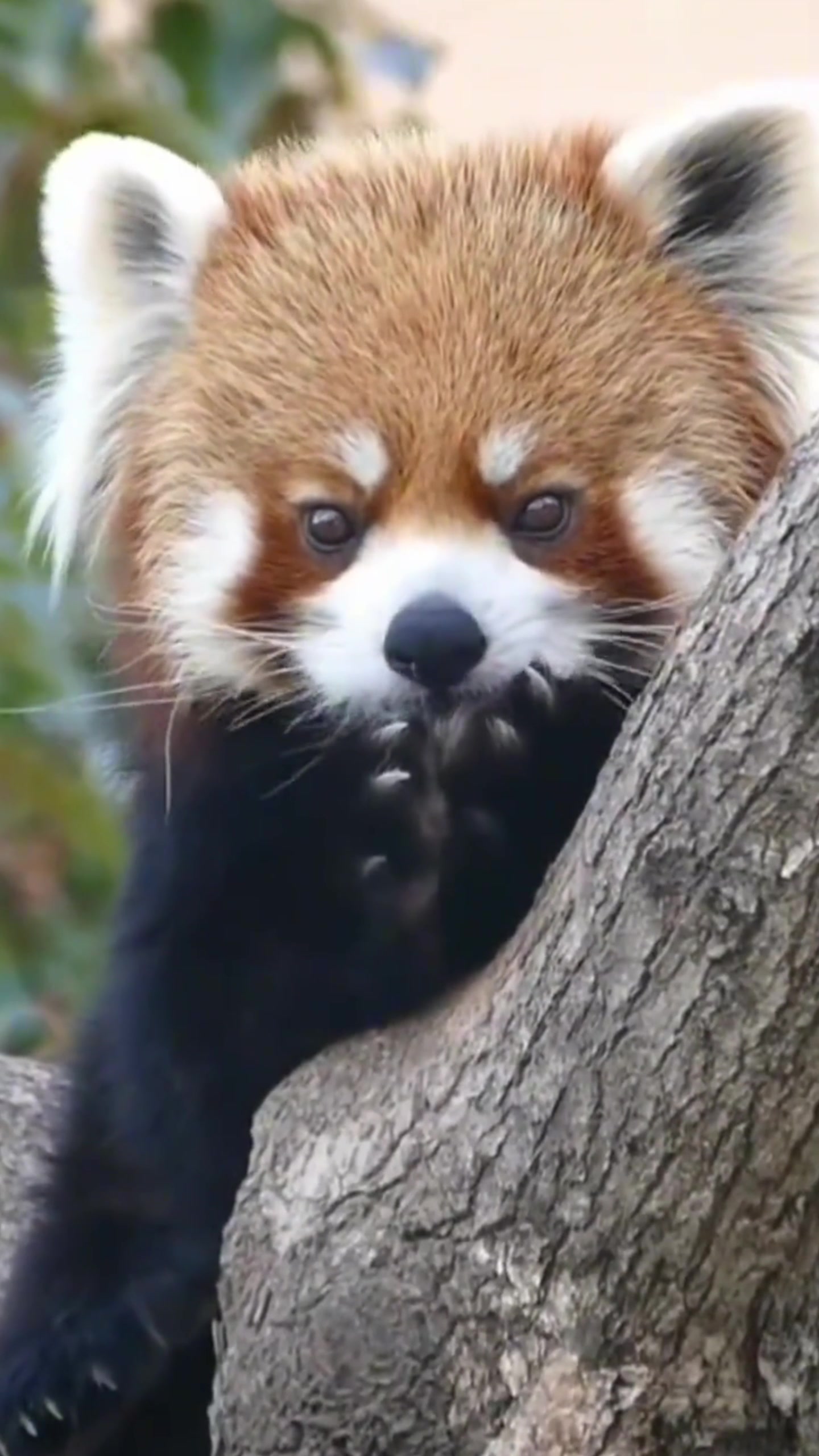 盘点动物的心动时刻在洗手手