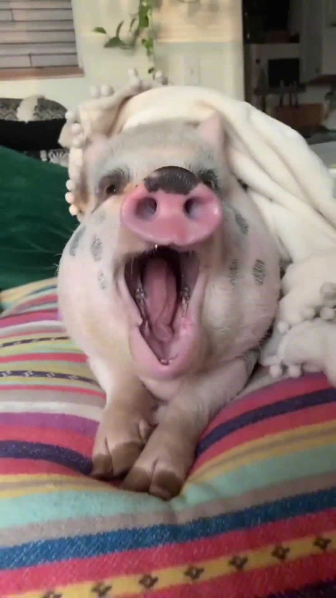 盘点宠物的爆笑瞬间,宝子我有你睡觉的视频哎