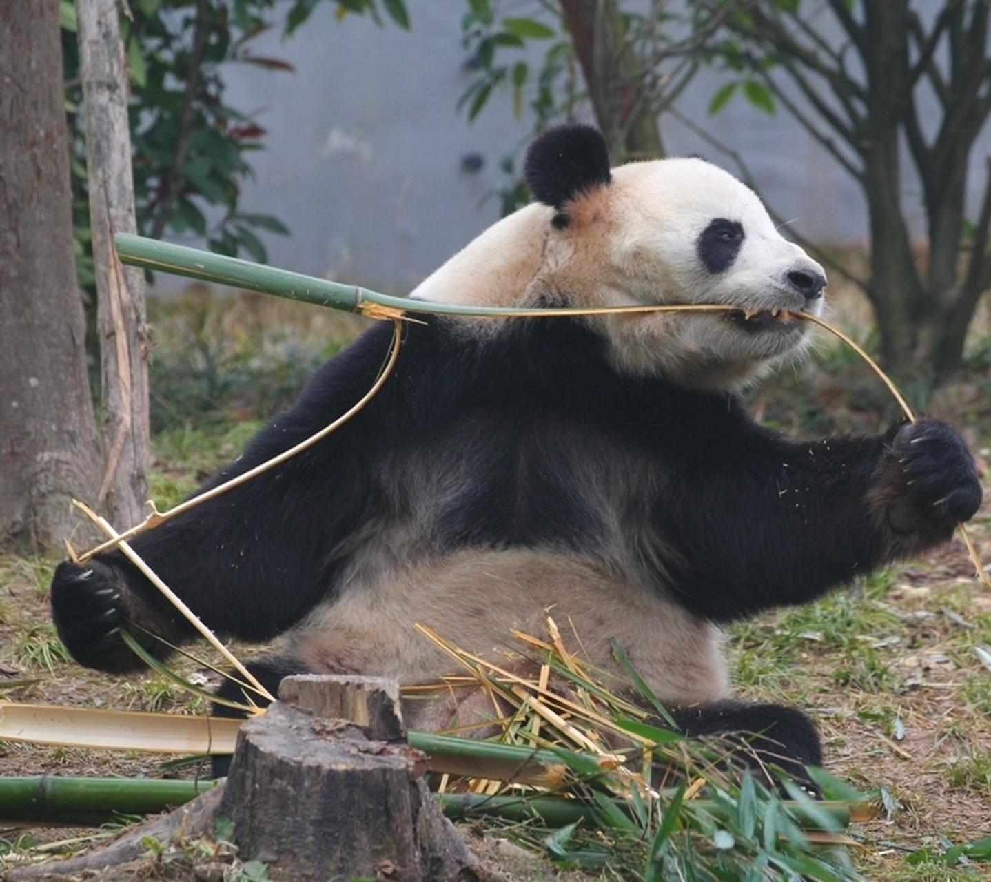 大熊猫姿势图片