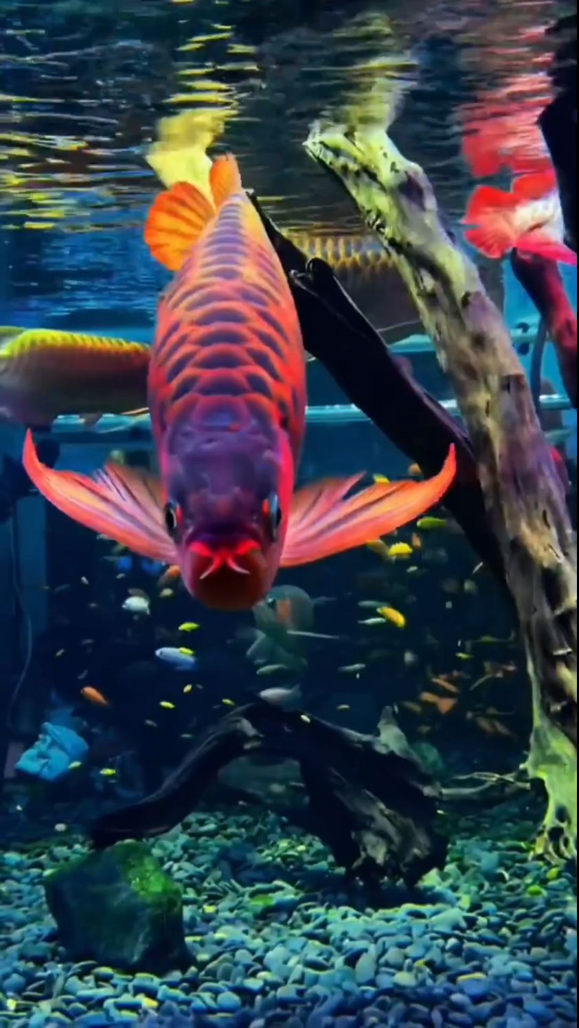 亲爱的朋友新年到了送你一条幸运龙鱼愿它能带给你龙年的好运健康和