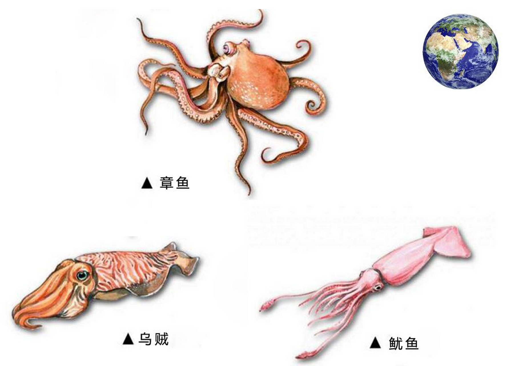 乌贼和章鱼都属于头足纲动物,但它们在身体结构,眼睛,喷射孔,贝壳