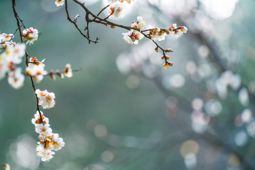 白梅花的样子图片