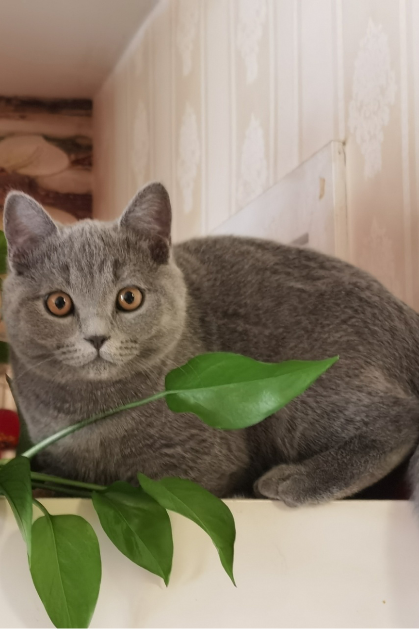 硕腾妙三多是预防什么的