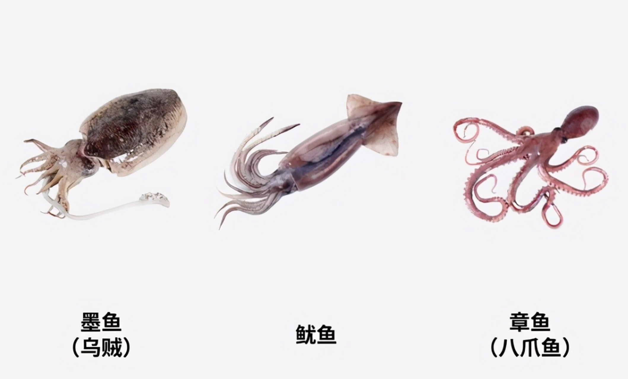 乌贼和章鱼都属于头足纲动物,但它们在身体结构,眼睛,喷射孔,贝壳