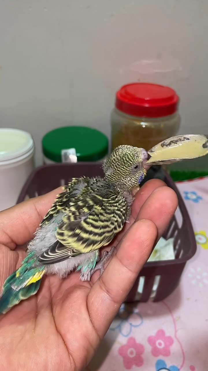 手养虎皮鹦鹉