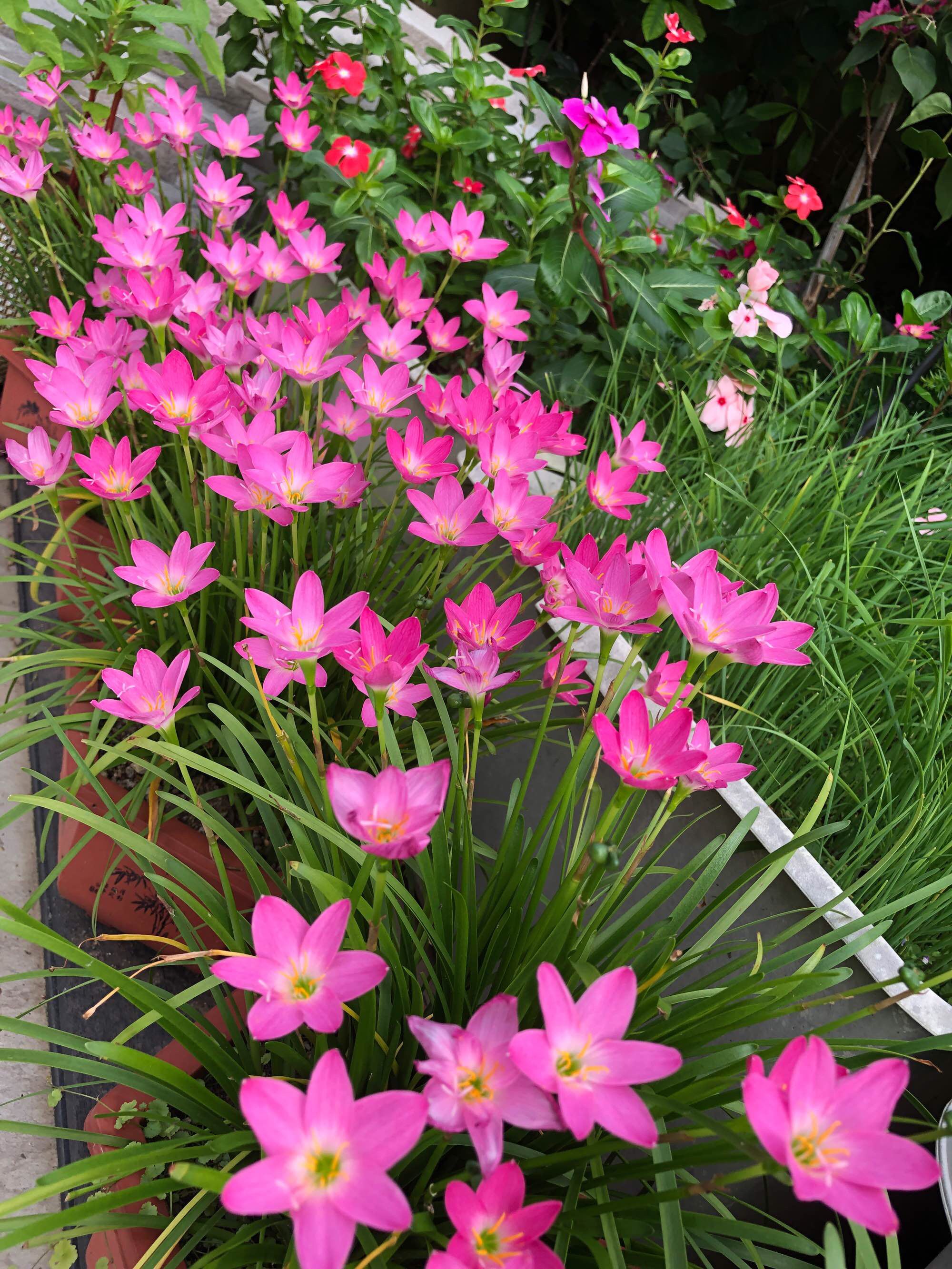 粉色韭兰的寓意象征着家庭,友情和爱情等美好情感.