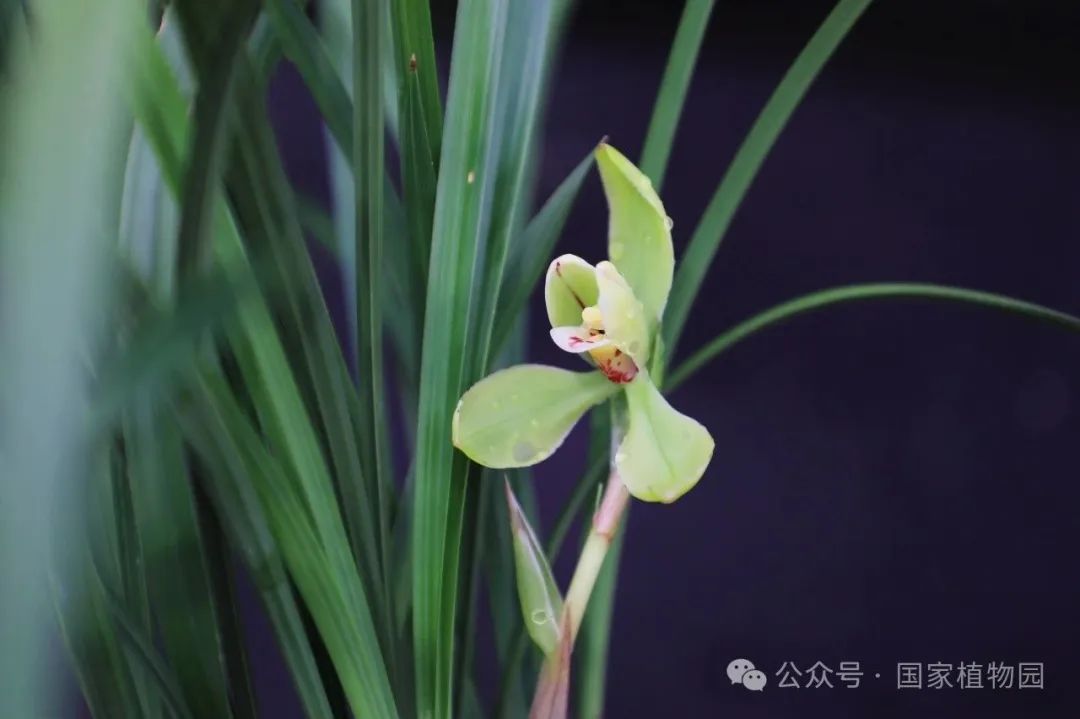 香山植物园兰花展时间图片