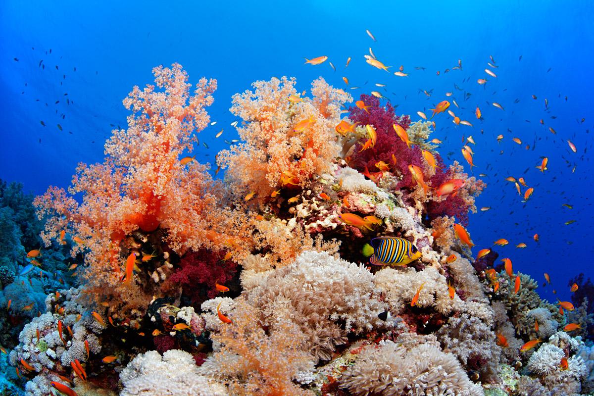 大海的弟弟小海(三)——红海,天堂与冲突之海