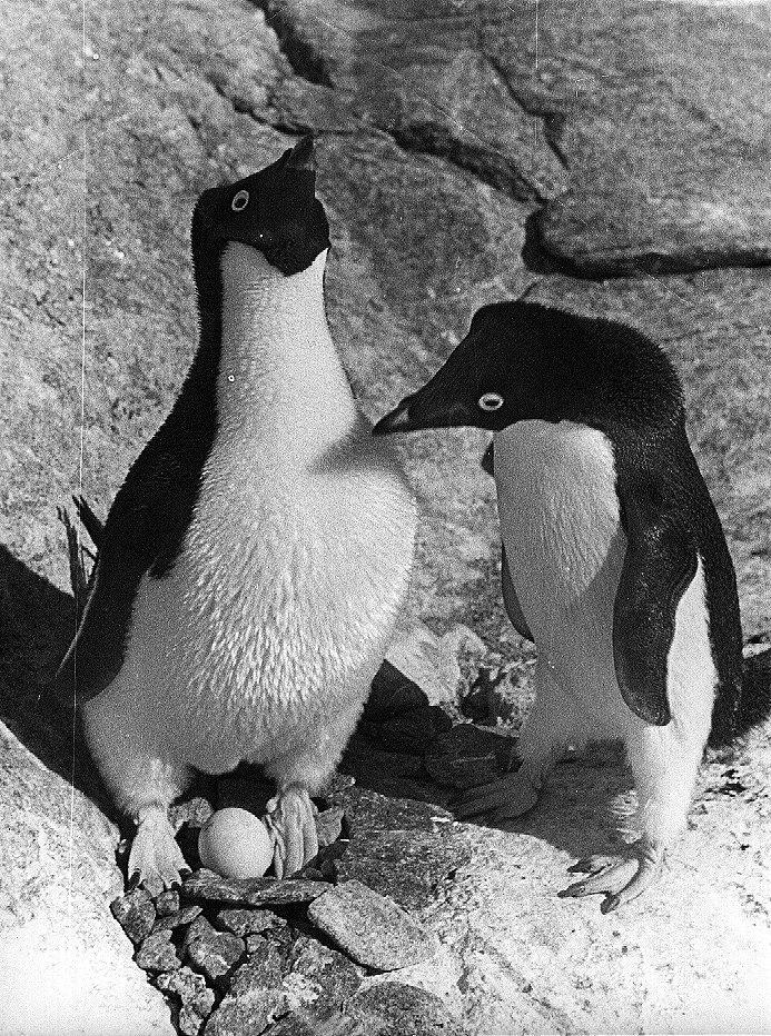 the ship belgica frozen into sea-ice the first ever over-winter