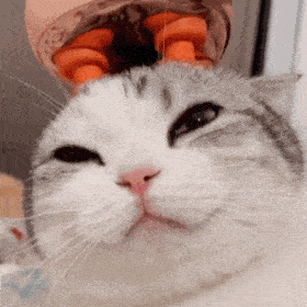 猫咪有蒜瓣毛,说明主人养的很好?