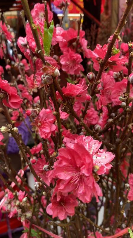 广州过年花城看花逛迎春花市