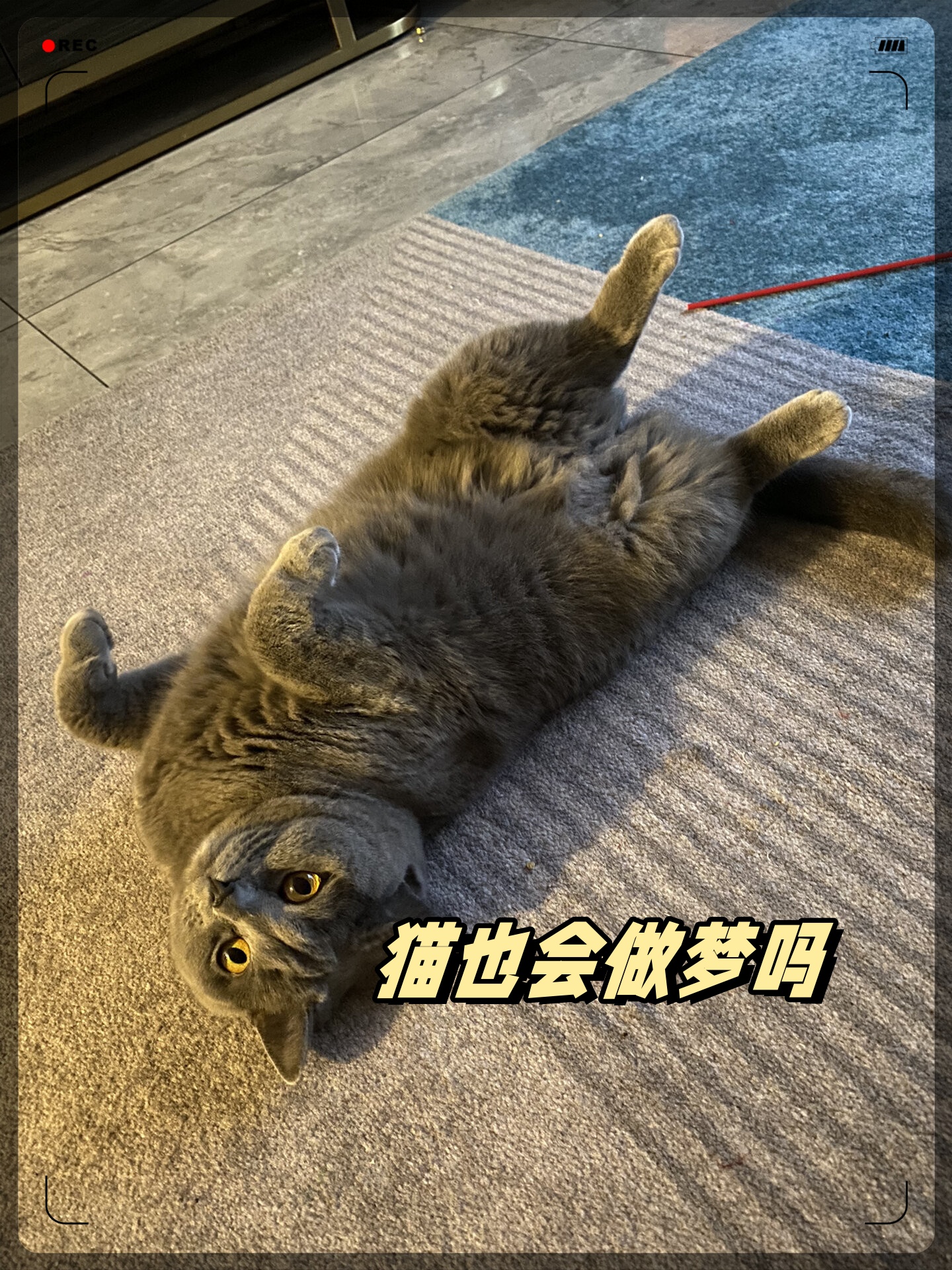 做梦让猫咬了是怎么回事（做梦让猫咬了是怎么回事儿） 做梦让猫咬了是怎么回事（做梦让猫咬了是怎么回事儿） 卜算大全