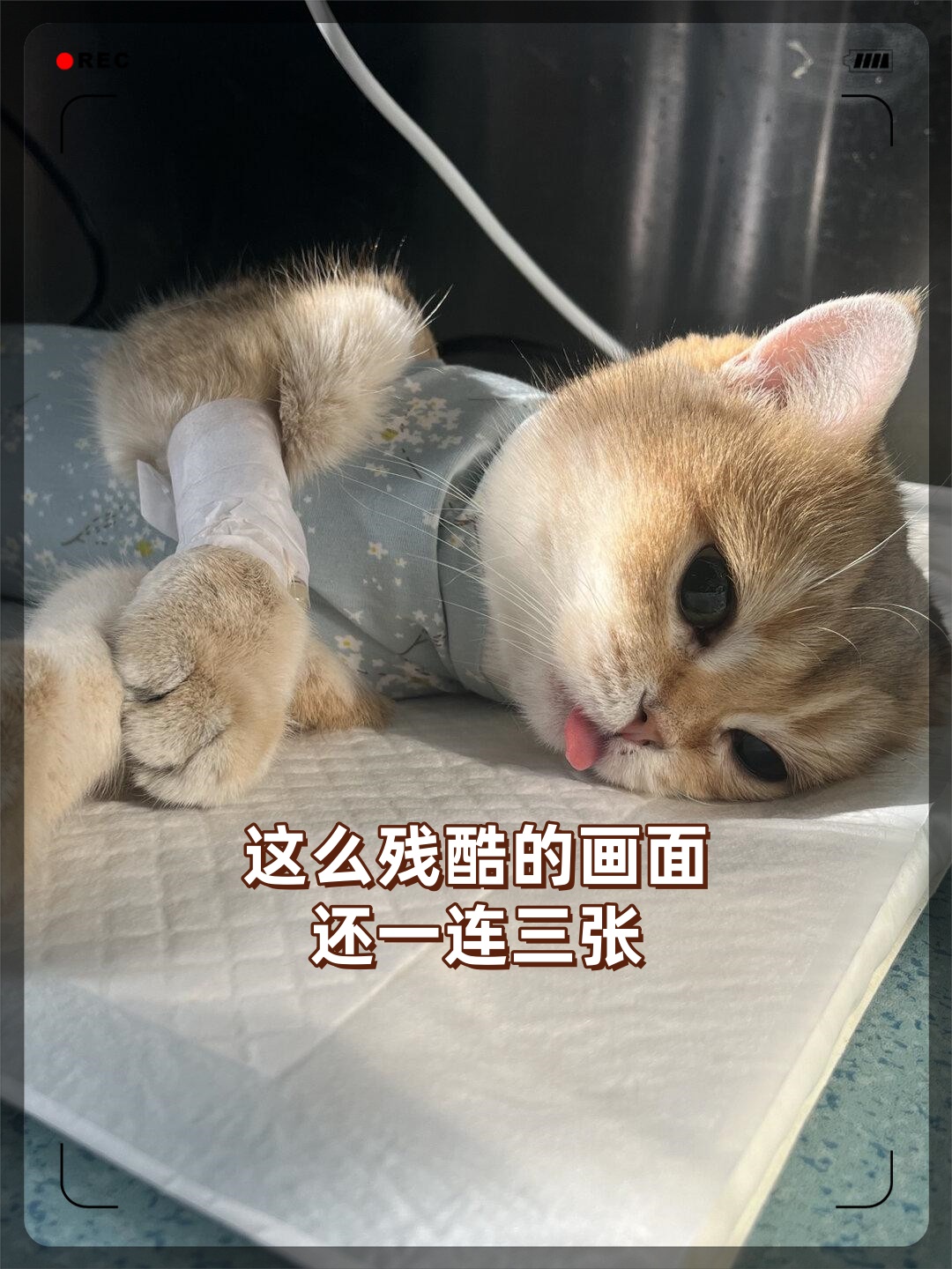 现在,家里这位那位的,互相都算是秋毫无犯. #我要上热门
