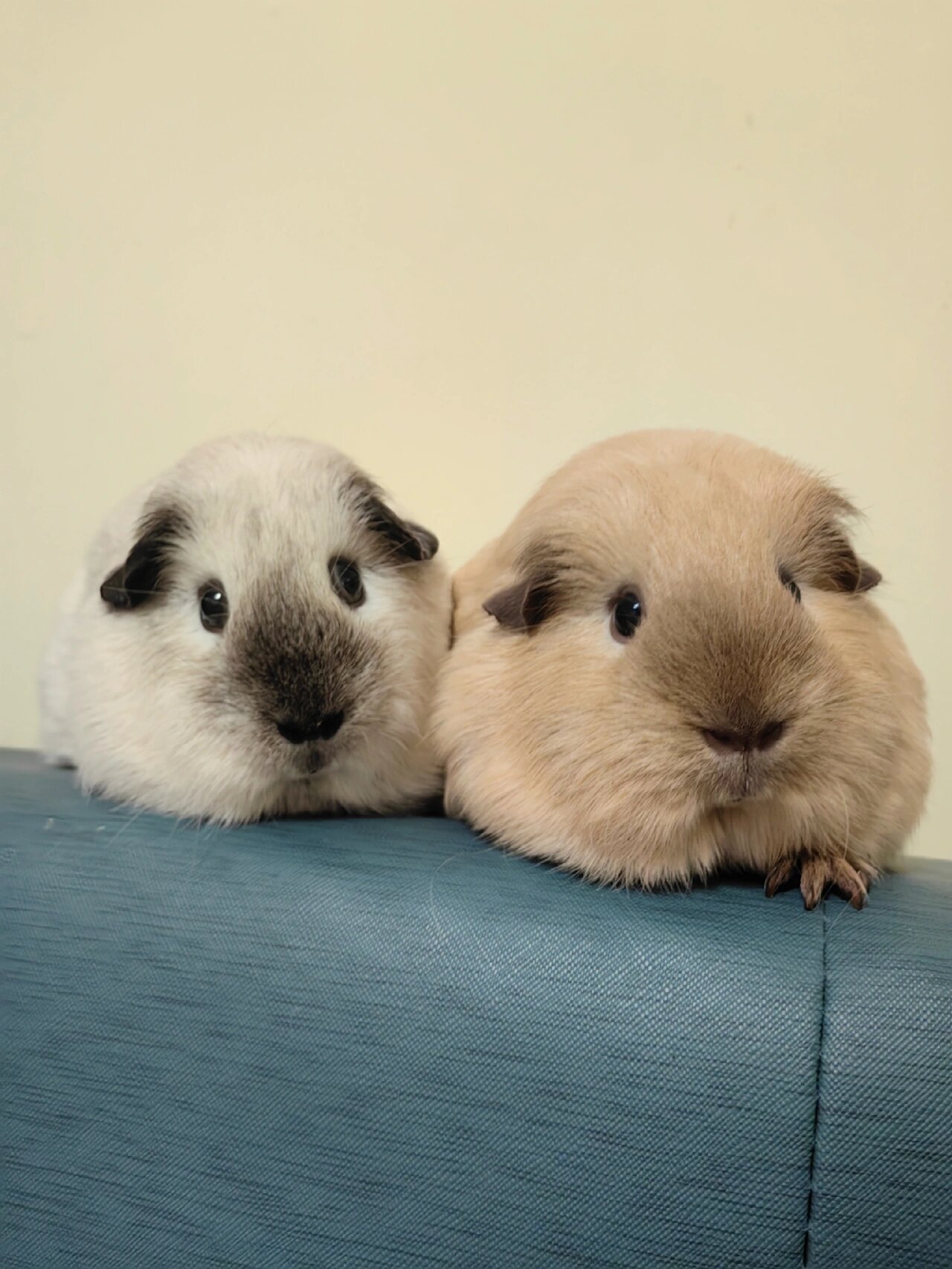 我家豚鼠长的像个球  我家这两姐妹,白的叫可可豆,黄的叫土豆,上下