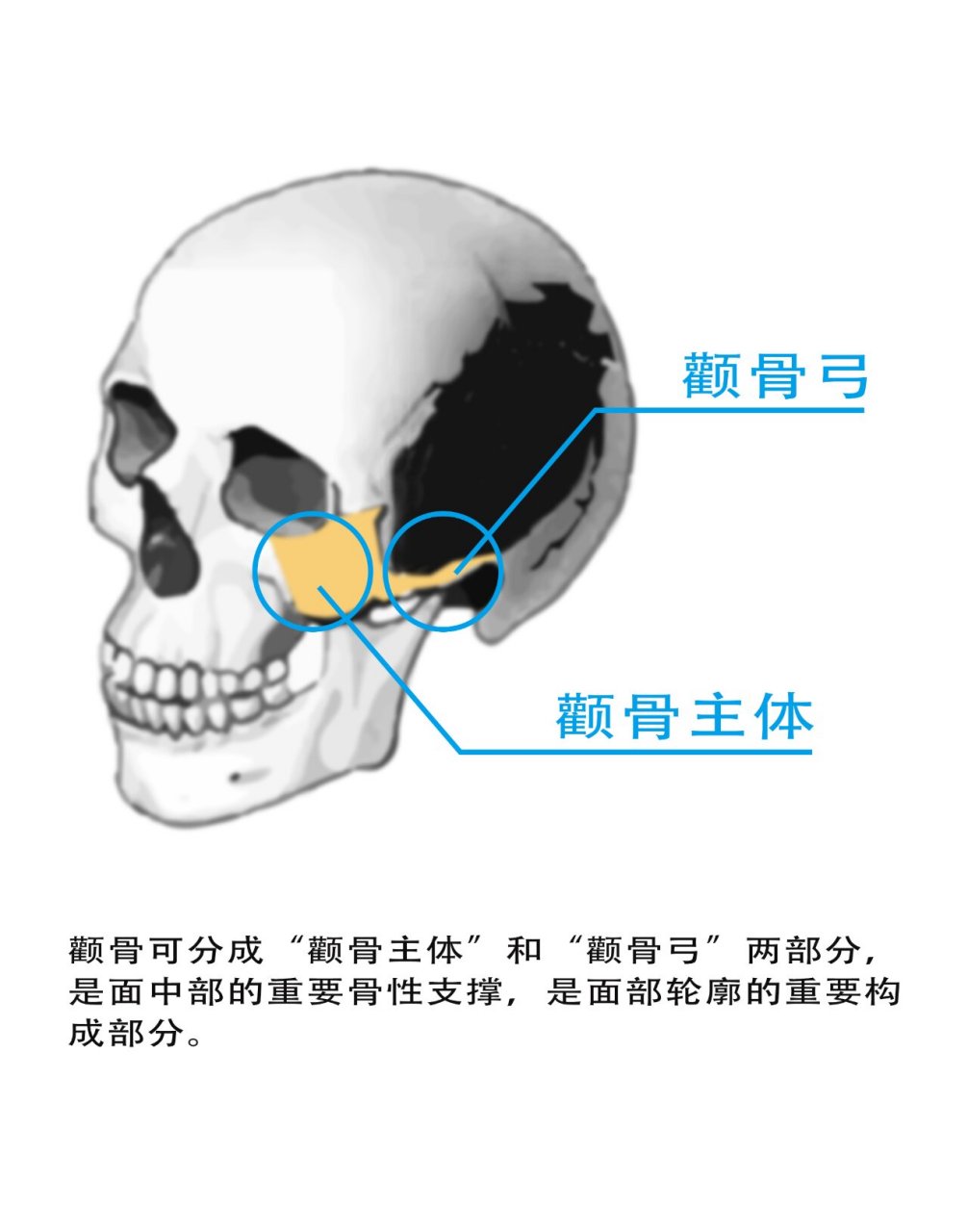 脸颊骨在什么位置图片图片