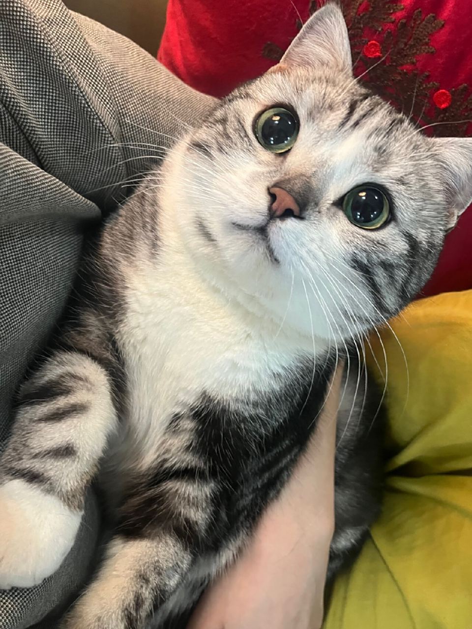 小猫咪大眼萌  每天都要感叹一万遍小猪咪好可爱啊,虽然总是一副得意