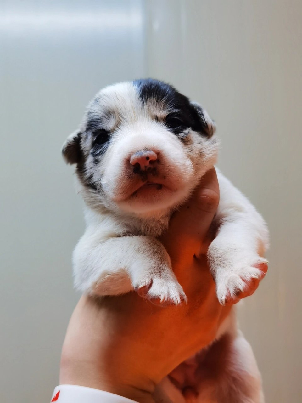 小奶狗睁眼照  1.