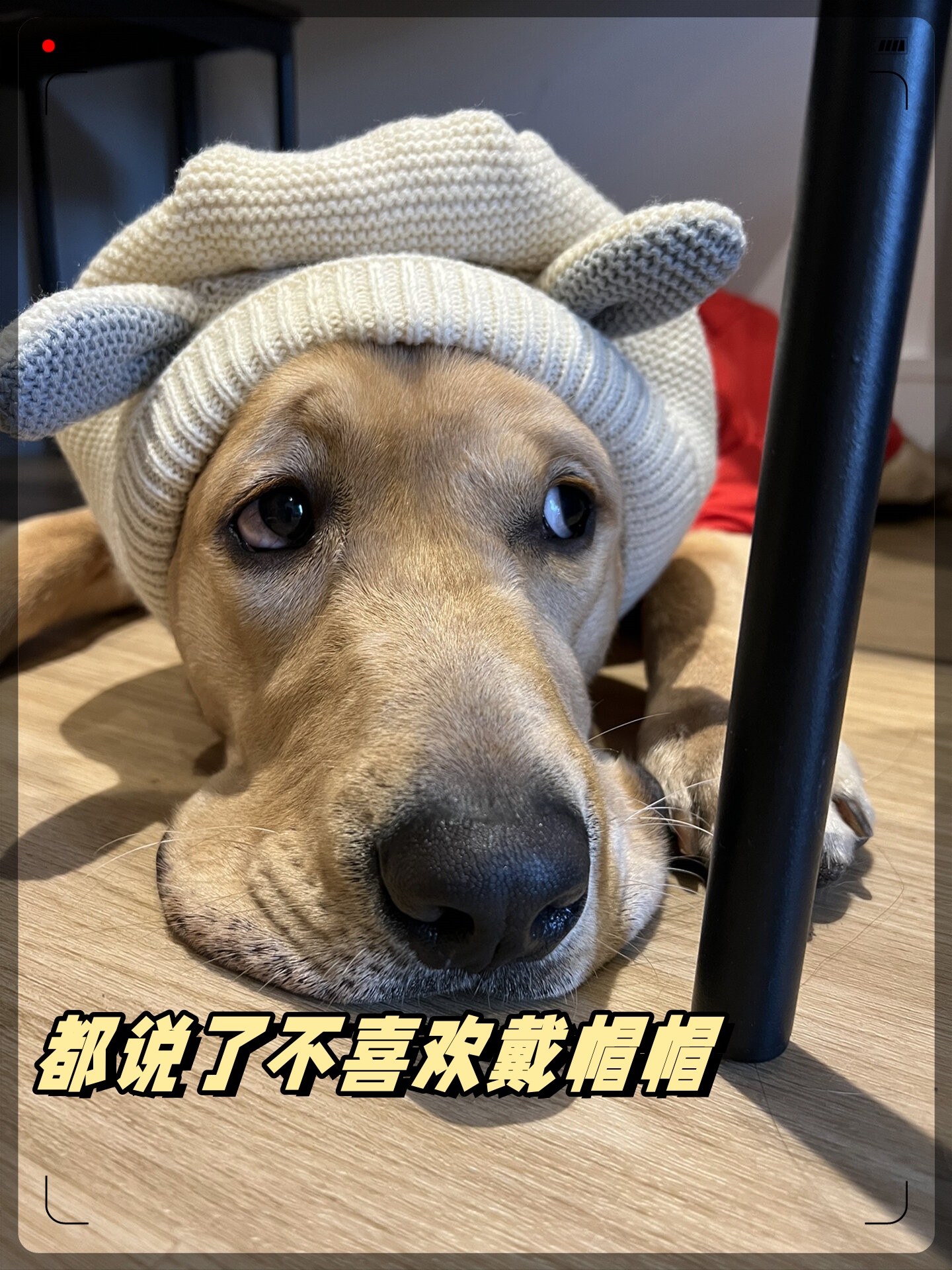 都说了不喜欢戴帽帽  为什么非要逼我这只可爱的9个月的小狗狗呢 哈哈