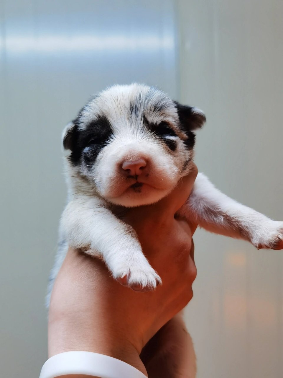 小奶狗睁眼照  1.