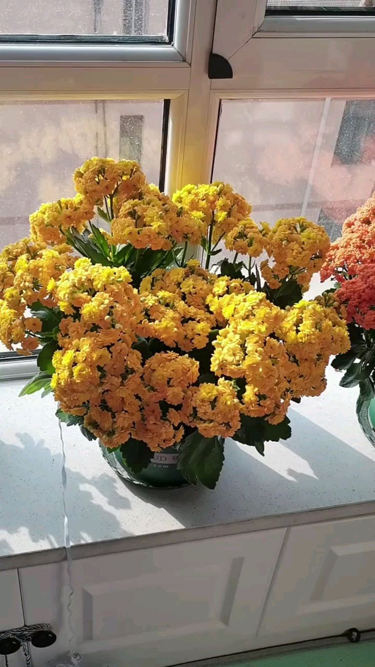 长寿花属于短日照植物,养殖期间营造短日照环境,就能让植株快速开花