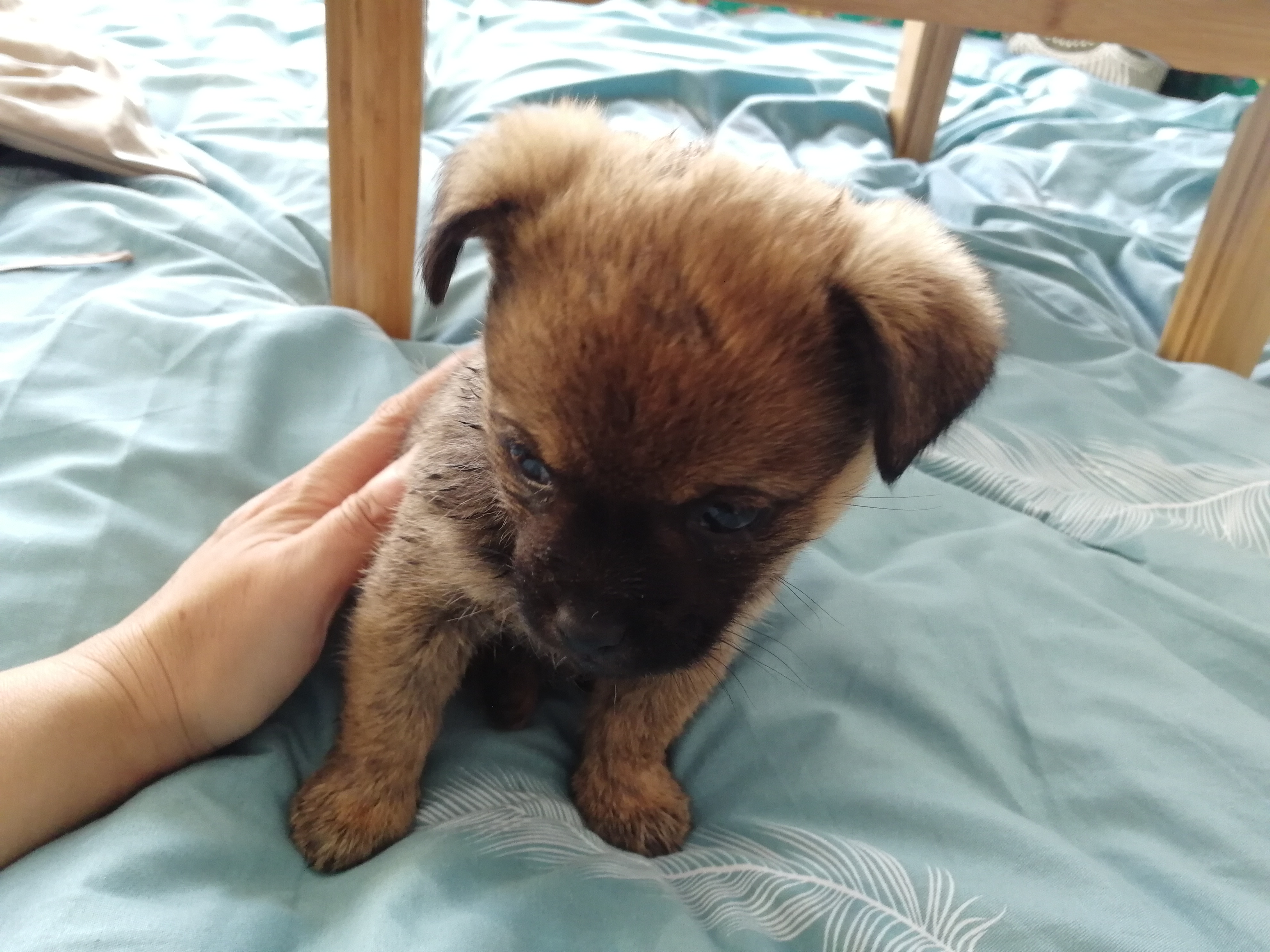 中华田园犬多少钱一只幼犬