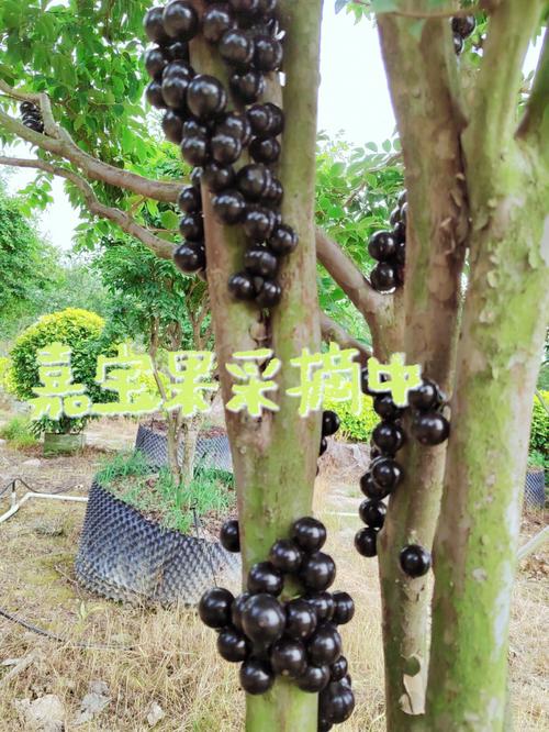 阿根廷嘉宝果的优缺点,什么季节结果