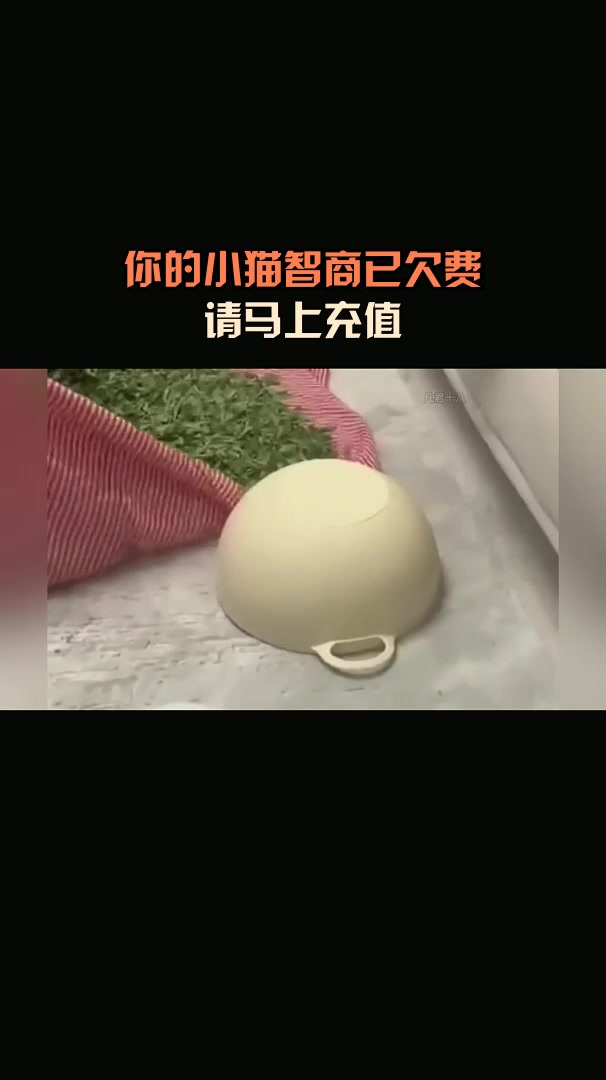 你的小猫智商已欠费,请马上充值