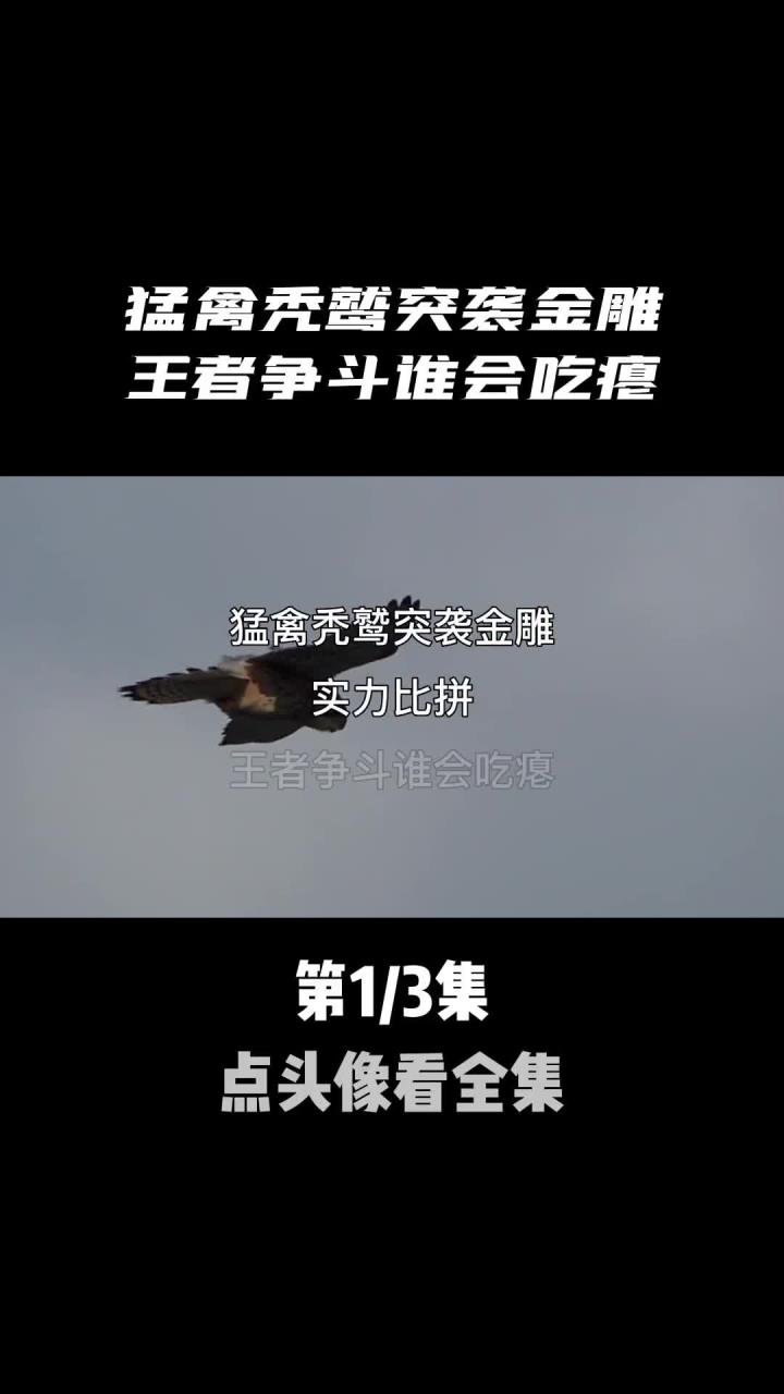 猛禽突袭王者争斗谁会吃瘪2