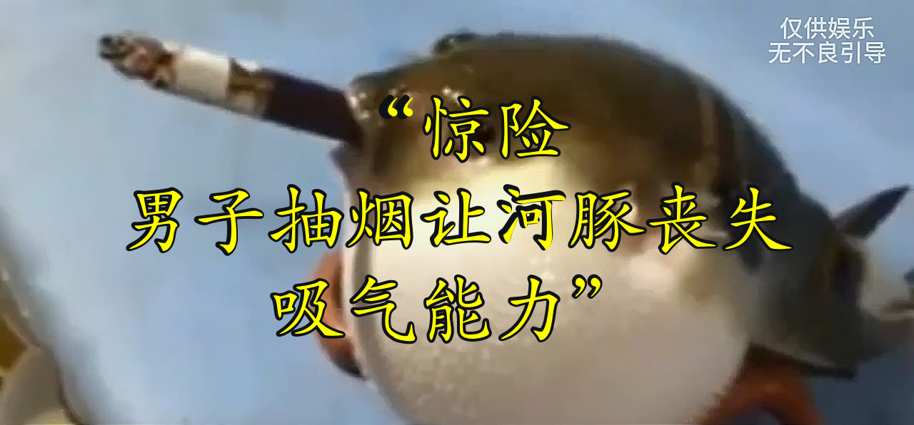 "惊险!男子抽烟让河豚丧失吸气能力"