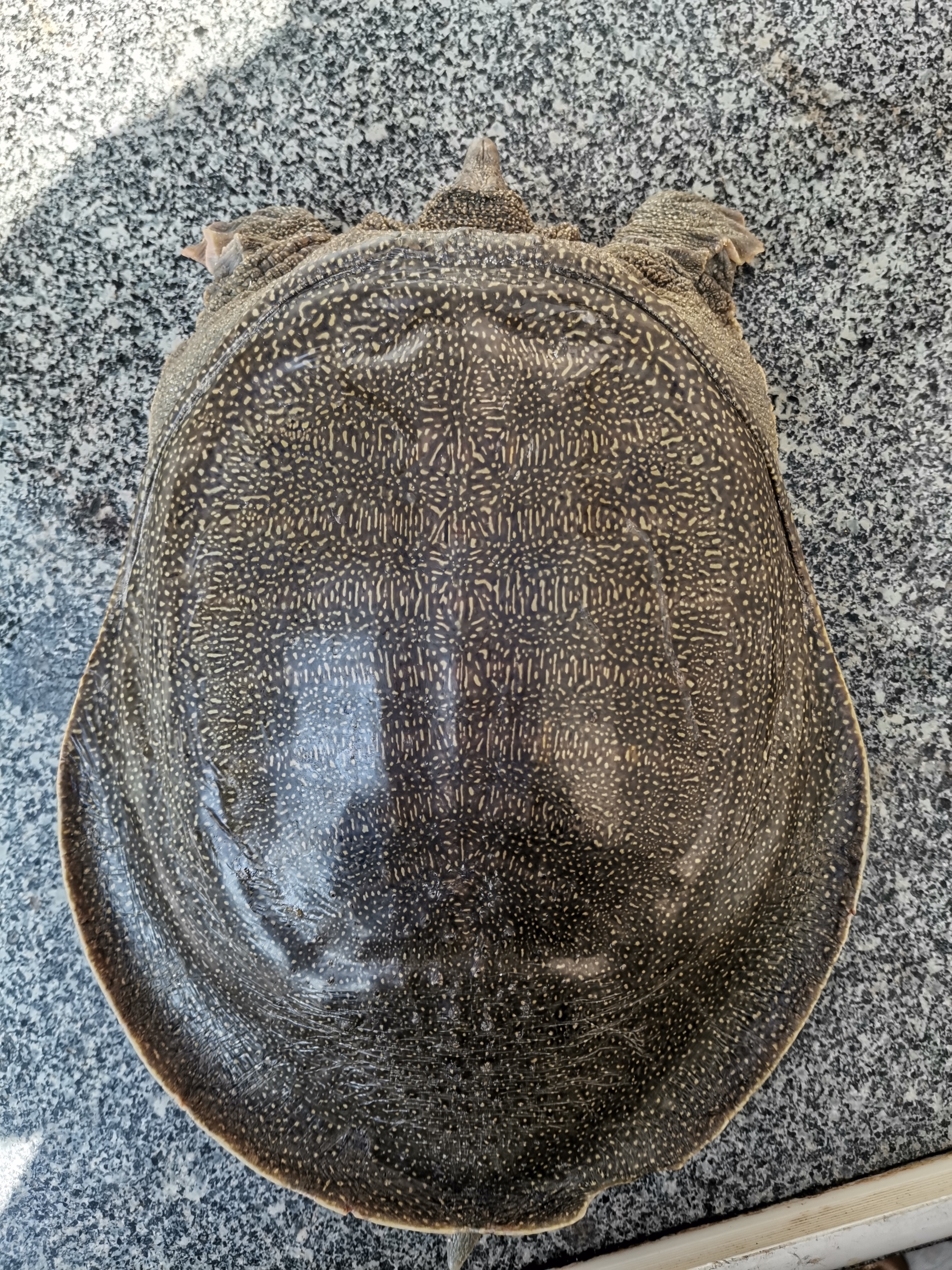 拿了两把剪刀,打算等它伸出脑袋,一把剪刀剪夹住王八脑袋,然后另一