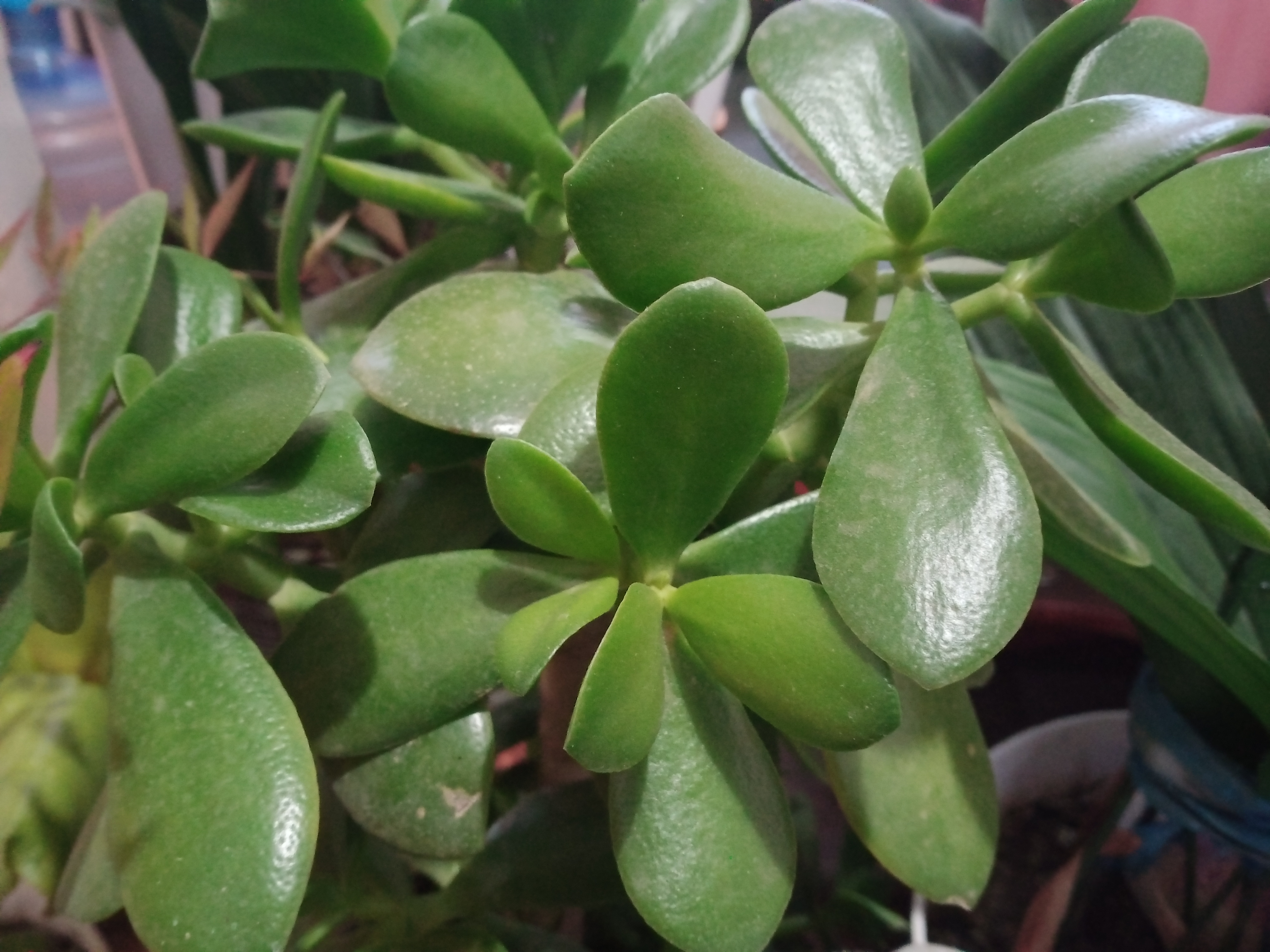 这样玉树的叶片生长的翠绿油亮,而且春季它的长势也很快