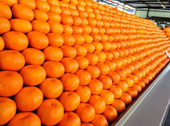 航运巨头增加了新的每周出口南非柑橘的服务