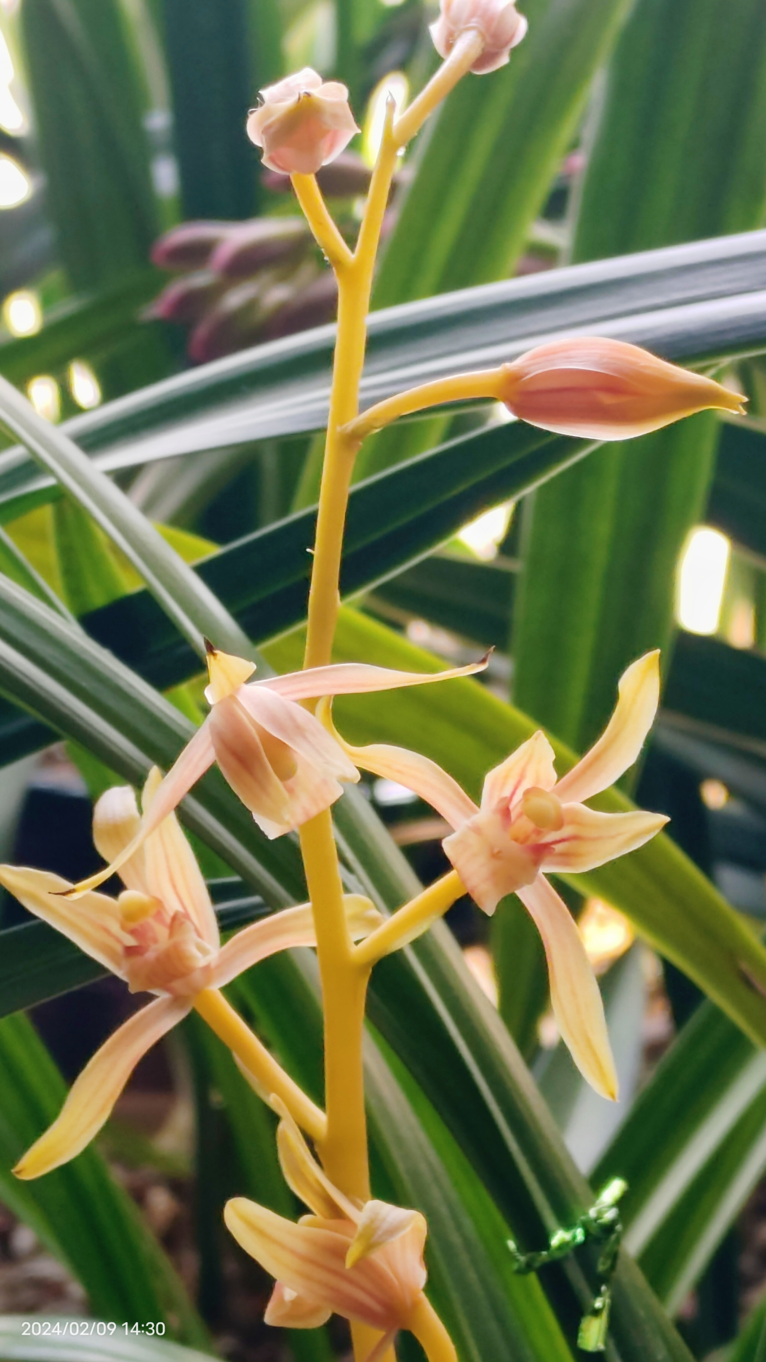 墨兰中国牛,一款橙黄色的兰花.@明月清风云禅的动态