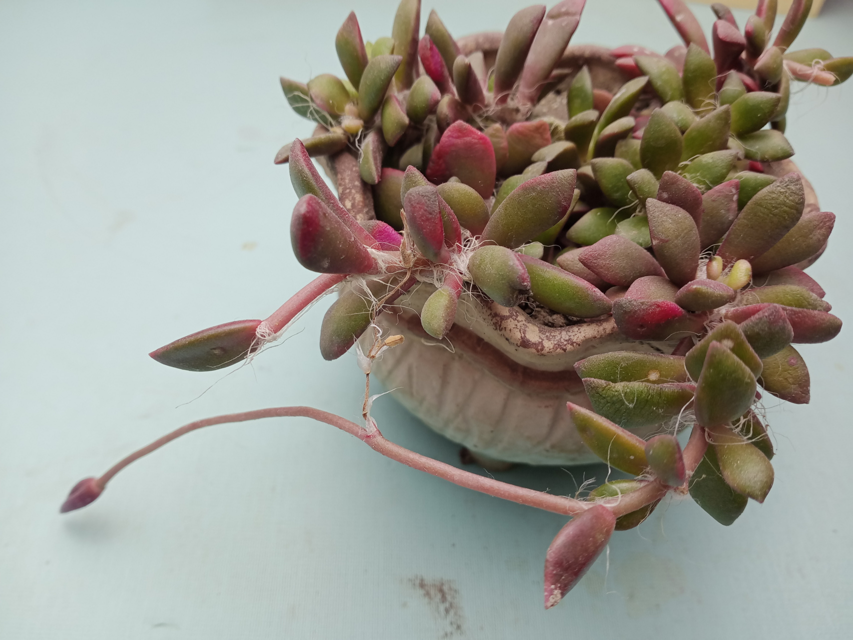 #知识创作挑战赛# 吹雪之松锦,它的叶片儿紫红色,看上去很美观.在冬季