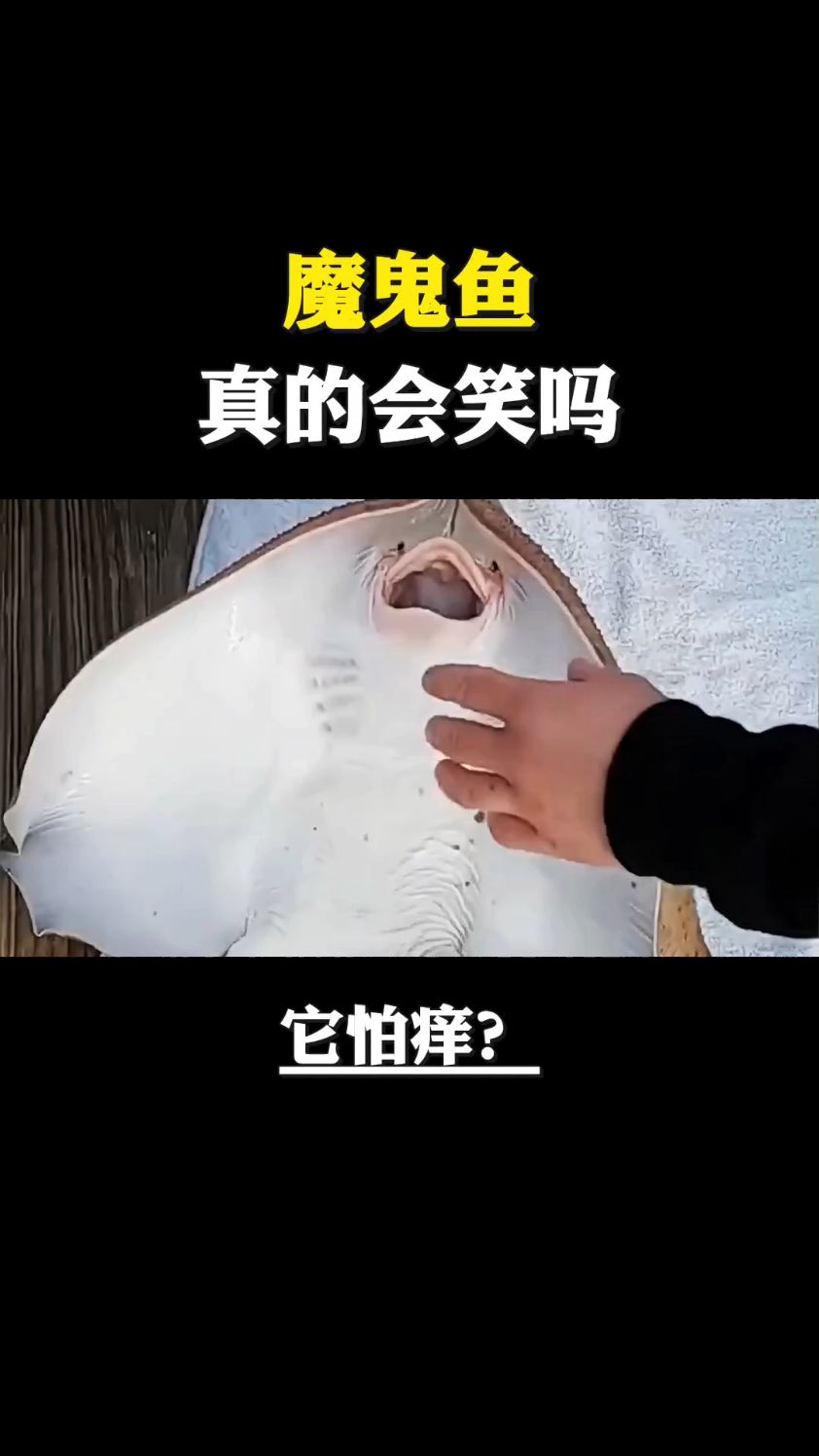 魔鬼鱼真的会笑吗它是不是怕痒