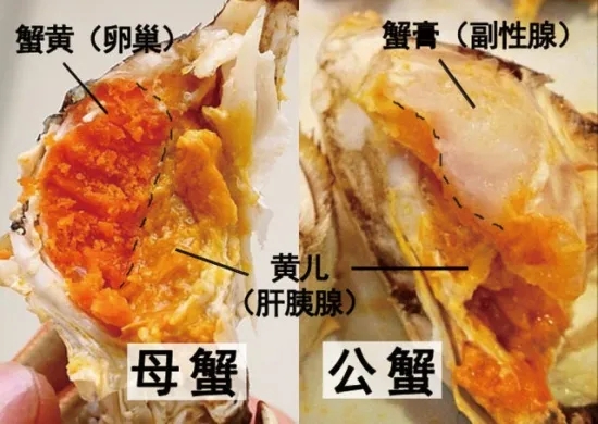 螃蟹膏和螃蟹黄的区别