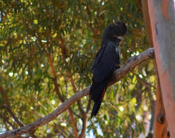 红尾黑凤头鹦鹉: 红尾黑凤头鹦鹉是一种大型鹦鹉.依亚种与性别不同,体