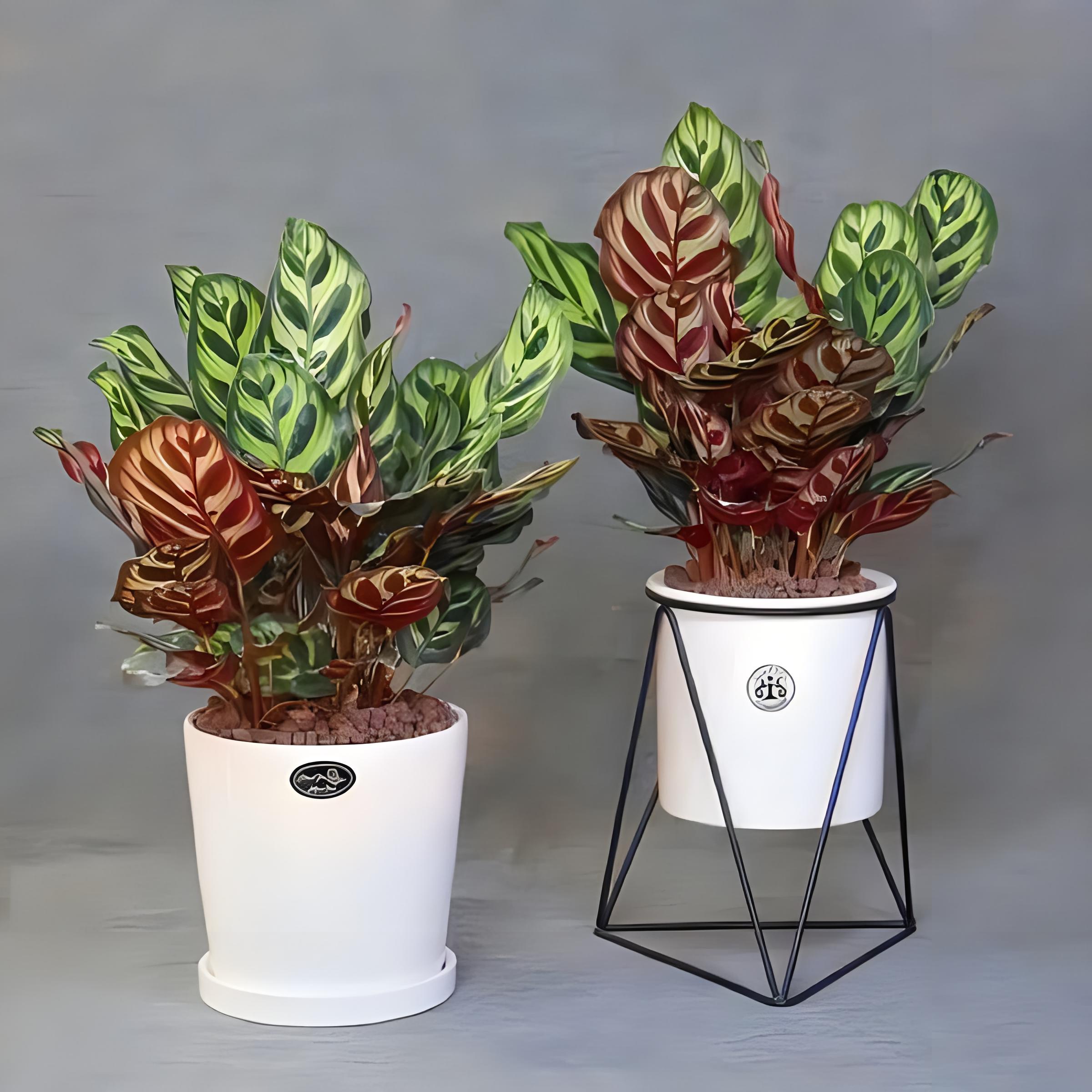 孔雀竹芋花怎么养?养护秘籍,掌握这几点,轻松驾驭这一迷人植物