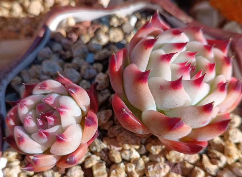 让多肉出状态的绝招,除了充足光照和控水之外,另外我还真有3招