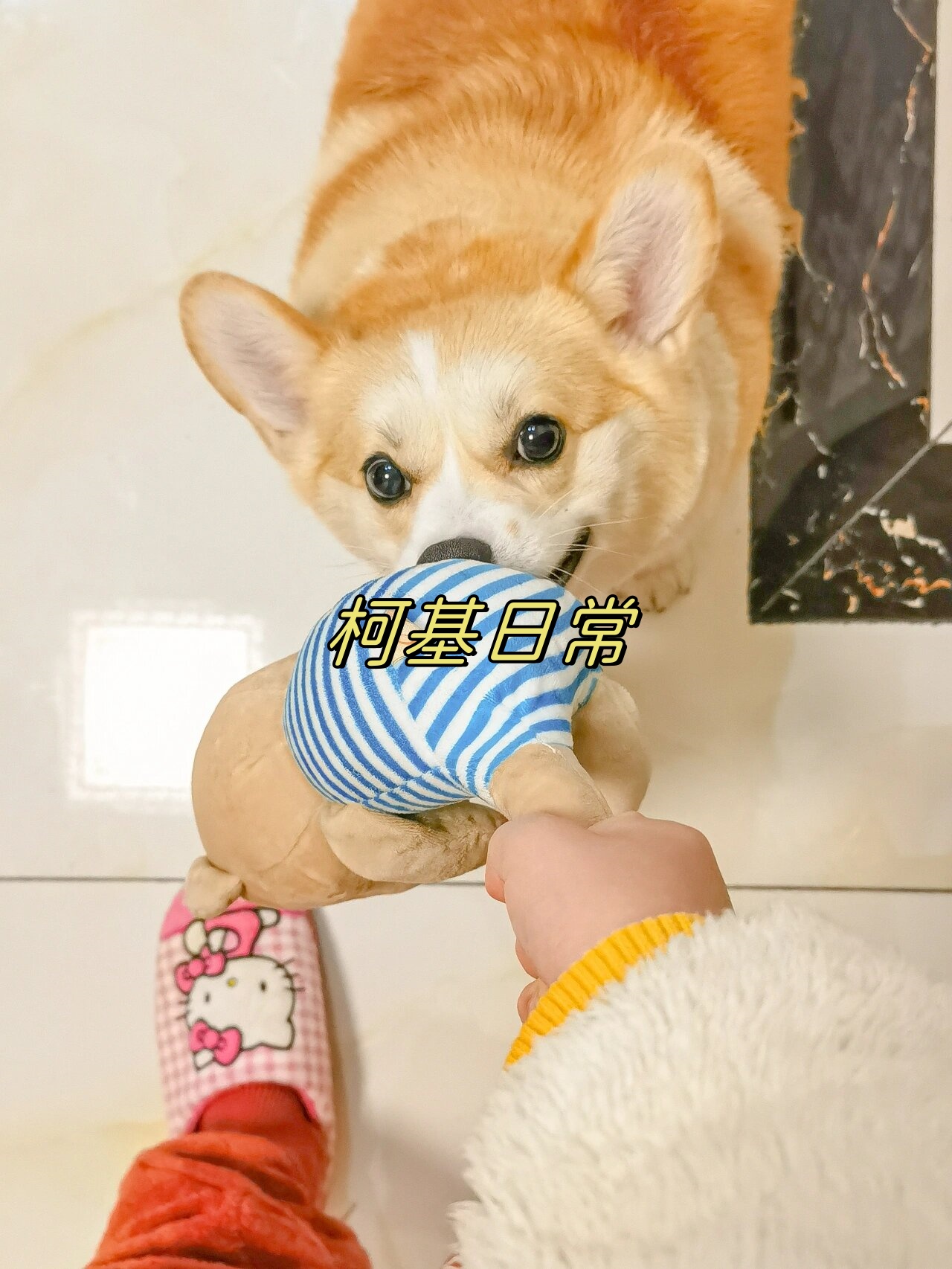 狗狗日常